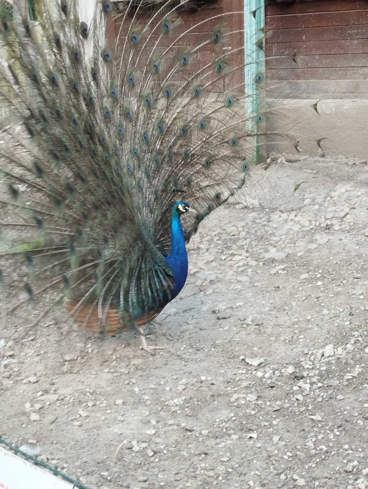 The image depicts a peacock displaying its plumage. The peacock, with its bright blue neck and body, stands on a gravelly surface. Behind the peacock, there is a wooden structure. The location is Unknown, Unknown.
