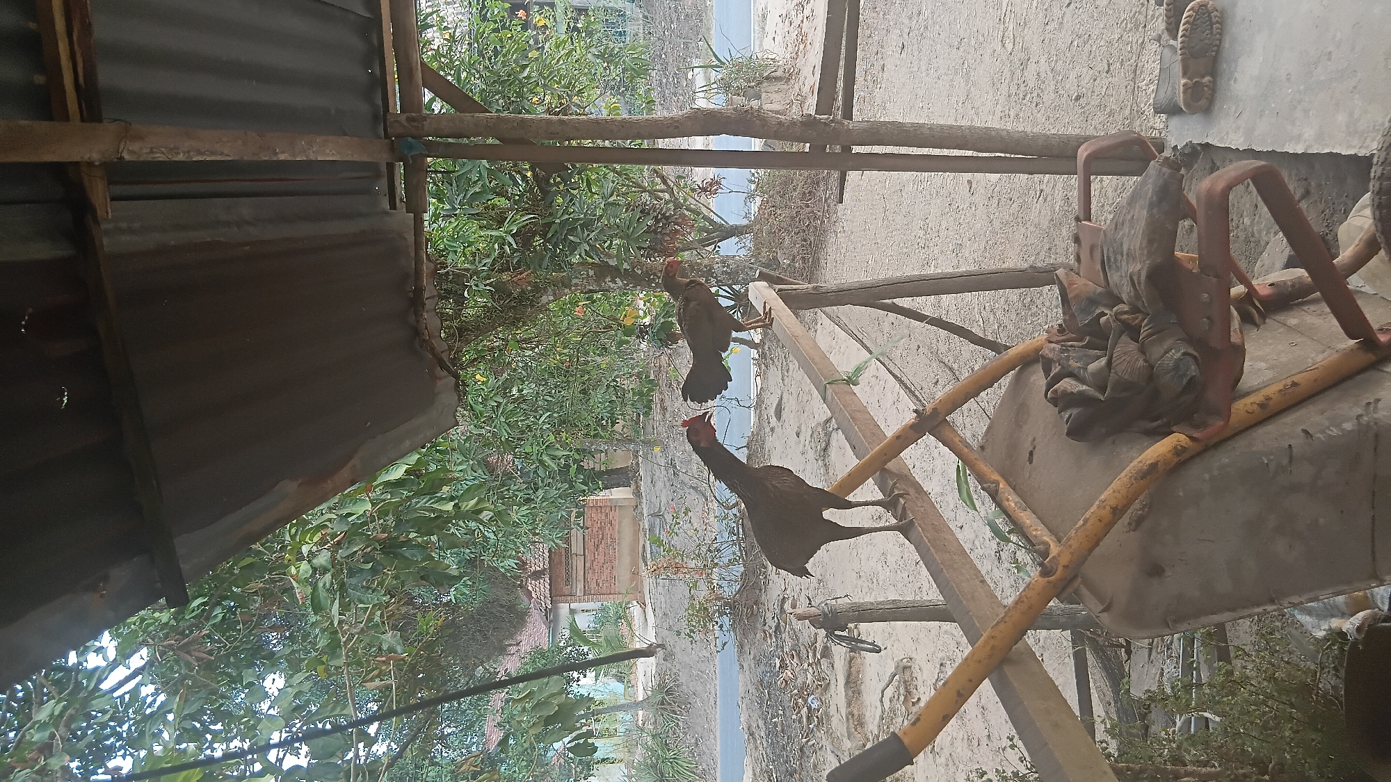 Two dark-feathered chickens are perched on a wooden beam outdoors, under a corrugated metal roof supported by wooden posts. The chicken on the left is facing left with its head turned back towards the right, while the chicken on the right is facing right. In the foreground, a yellow and orange wheelbarrow is visible, laden with a pile of dark cloth. The ground is sandy and appears to be an unpaved area. Behind the chickens and wheelbarrow, a road is visible, with some buildings and dense green foliage in the background. The scene suggests a rural or semi-rural setting. There are no people visible in the image. The lighting indicates it is daytime.