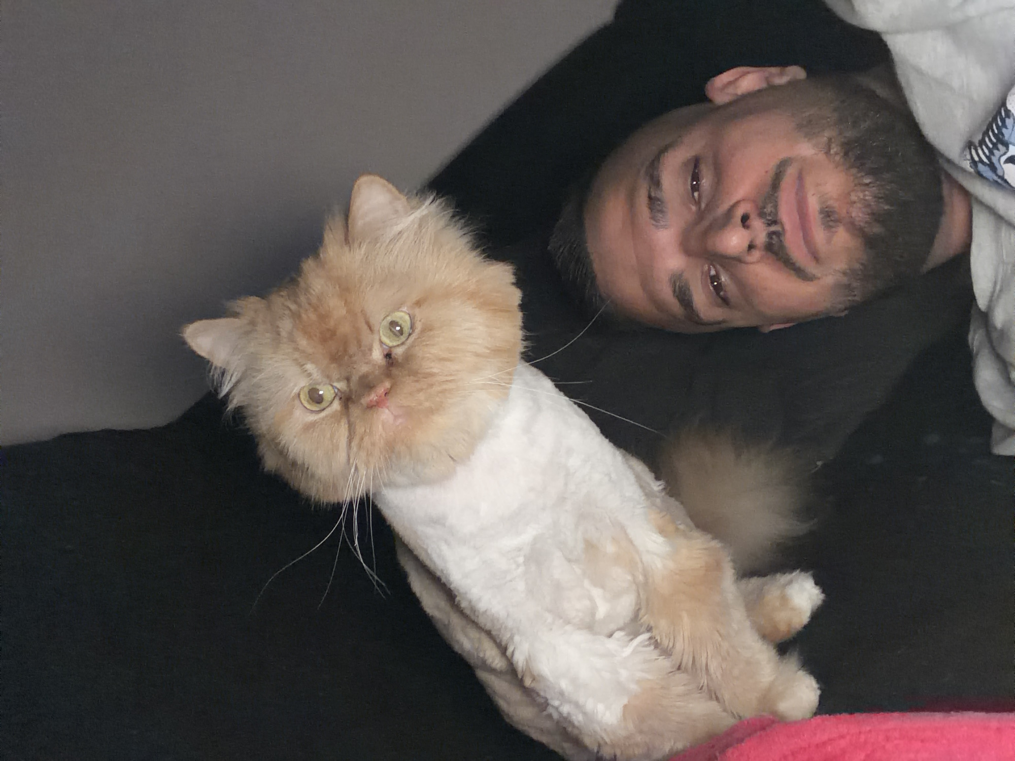 A man and a cat are on a bed. The man is lying on his back and the cat is sitting on his chest. The cat is a Persian with orange and white fur. It has a short haircut on its body, but long fur on its head and tail. The man has dark hair and a beard. He is wearing a black shirt. The background is a plain gray wall. The setting appears to be a dimly lit interior. There's no information to suggest the location is Sofia, Bulgaria.