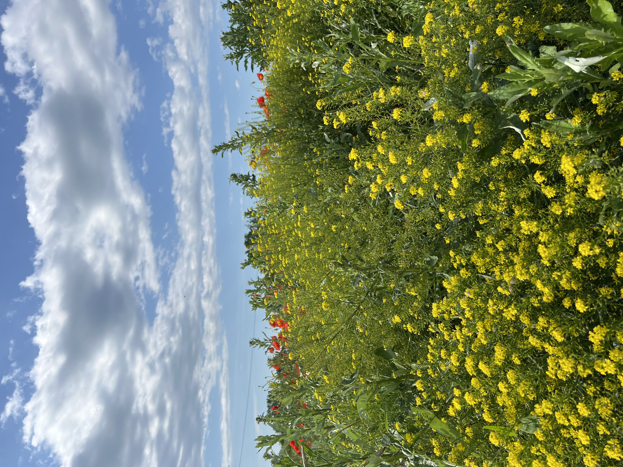 The image shows a field of yellow flowers in Kazazov, Russia under a blue sky with white clouds. A few red flowers are also visible within the yellow field. There are no people visible in the image. The image is rotated 90 degrees clockwise.
