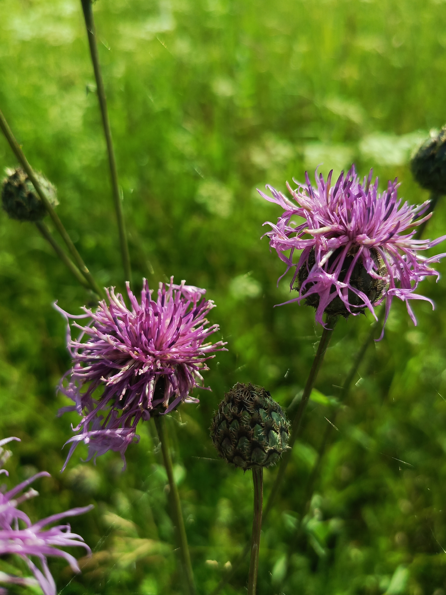 In Kauchuk Stantsiya, Russia, a close-up shot captures a cluster of purple thistle flowers against a blurred green background. The flowers, in various stages of bloom, exhibit delicate, spiky petals and dark, bud-like centers. Some of the buds appear to be unopened, while others are fully developed. Fine, almost invisible strands, possibly spiderwebs, are subtly present, catching the light and adding a delicate texture to the scene. The lighting suggests a bright, natural outdoor environment, likely a meadow or wild area.