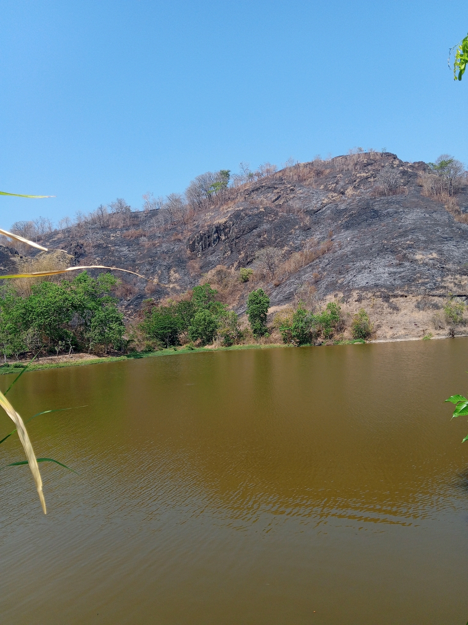 The image displays a body of brown water in the foreground, with a rocky, barren hillside in the background. The hillside is sparsely populated with dry vegetation and trees that appear to have been affected by fire, exhibiting dark, scorched patches. A line of green trees and vegetation runs along the water's edge at the base of the hill. The sky above is clear and blue. The scene is a natural landscape, likely in a rural or undeveloped area. Based on the provided location, this image depicts a scene in Giriwono, Indonesia. There are no people or specific actions captured in the photograph.
