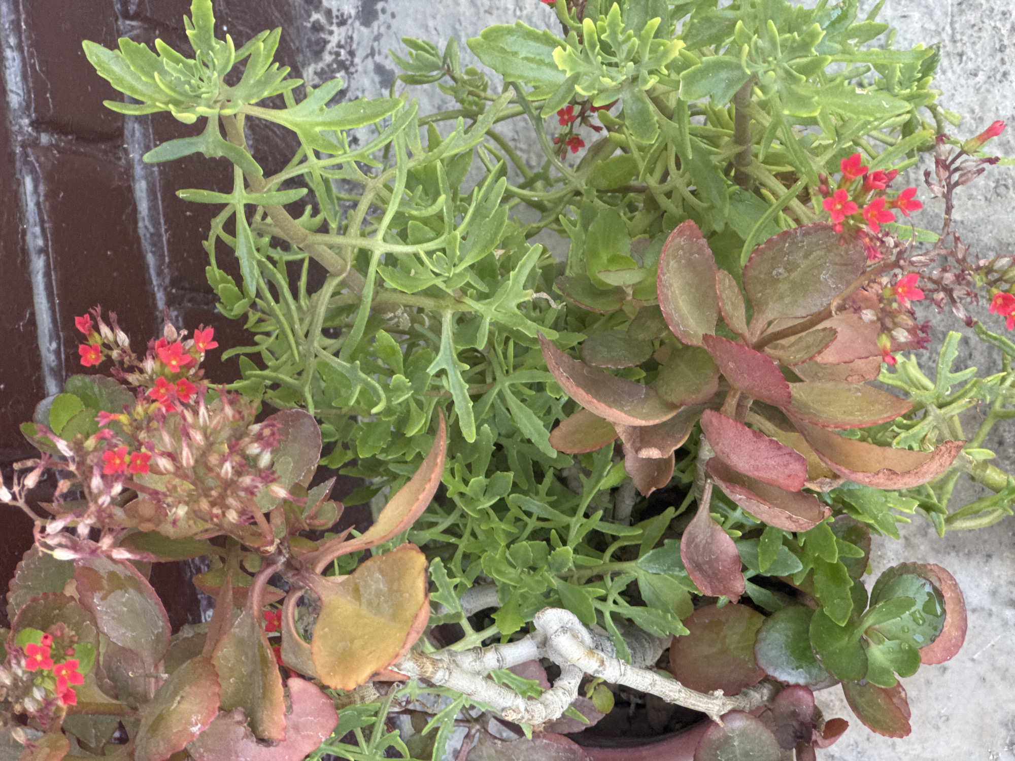 The image displays a close-up, overhead view of a potted plant with a brick wall in the background. The plant features a variety of leaf shapes and colors, ranging from reddish-brown to green. Small, bright red flowers are scattered throughout the foliage. The plant appears to be outdoors, possibly on a patio or balcony, with a textured gray surface visible at the bottom of the frame. The brick wall is a dark reddish-brown, with visible mortar lines. The lighting suggests it is daytime. No people or animals are visible in the image.
Based on the provided information, this image is located in Tashkent, Uzbekistan.