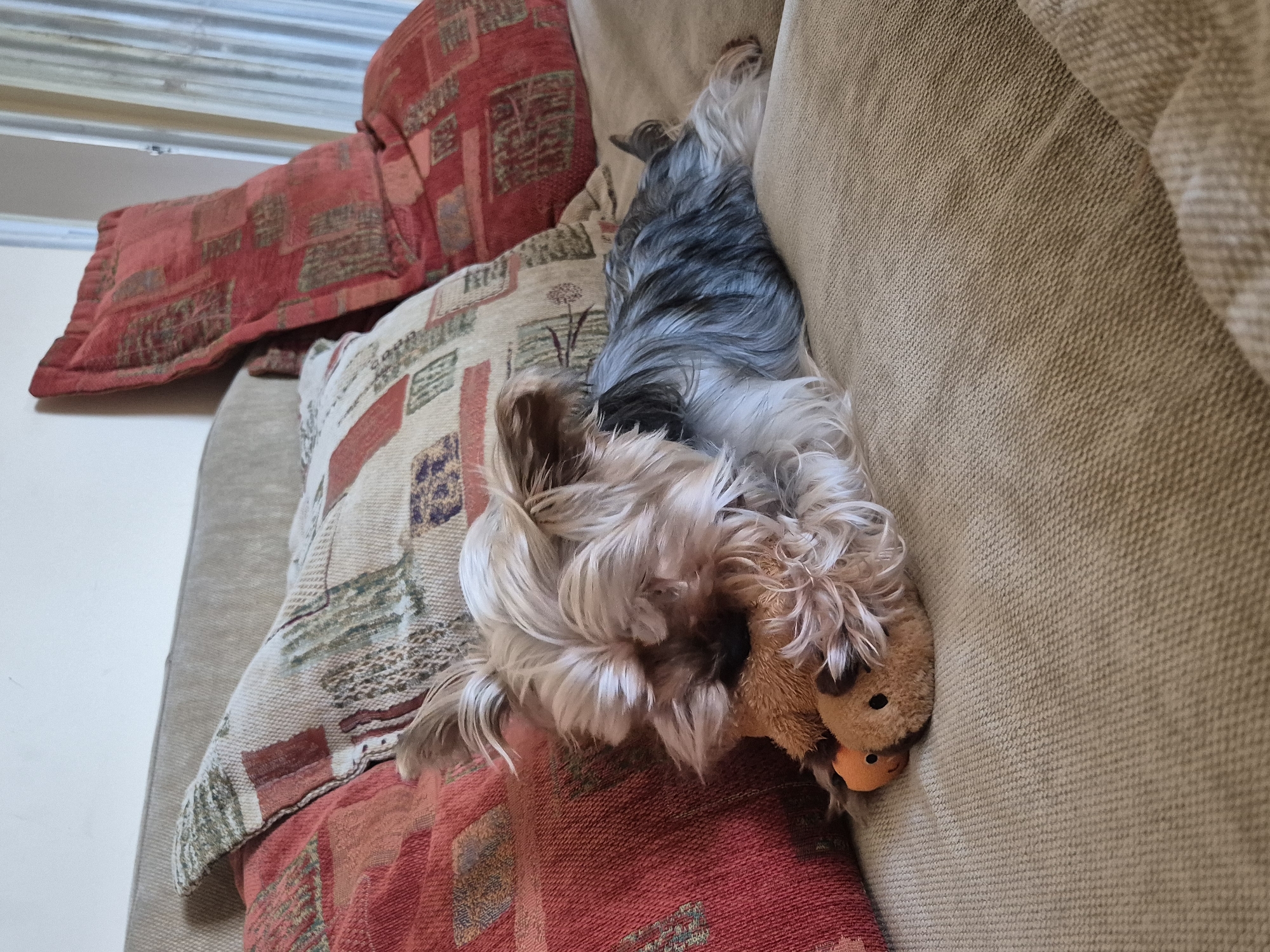 A Yorkshire terrier dog is lying on a beige couch, resting its head on a plush toy. The dog is positioned amongst several patterned throw pillows. The environment appears to be inside a building. There is no indication of this being in Pavlikeni, Bulgaria.