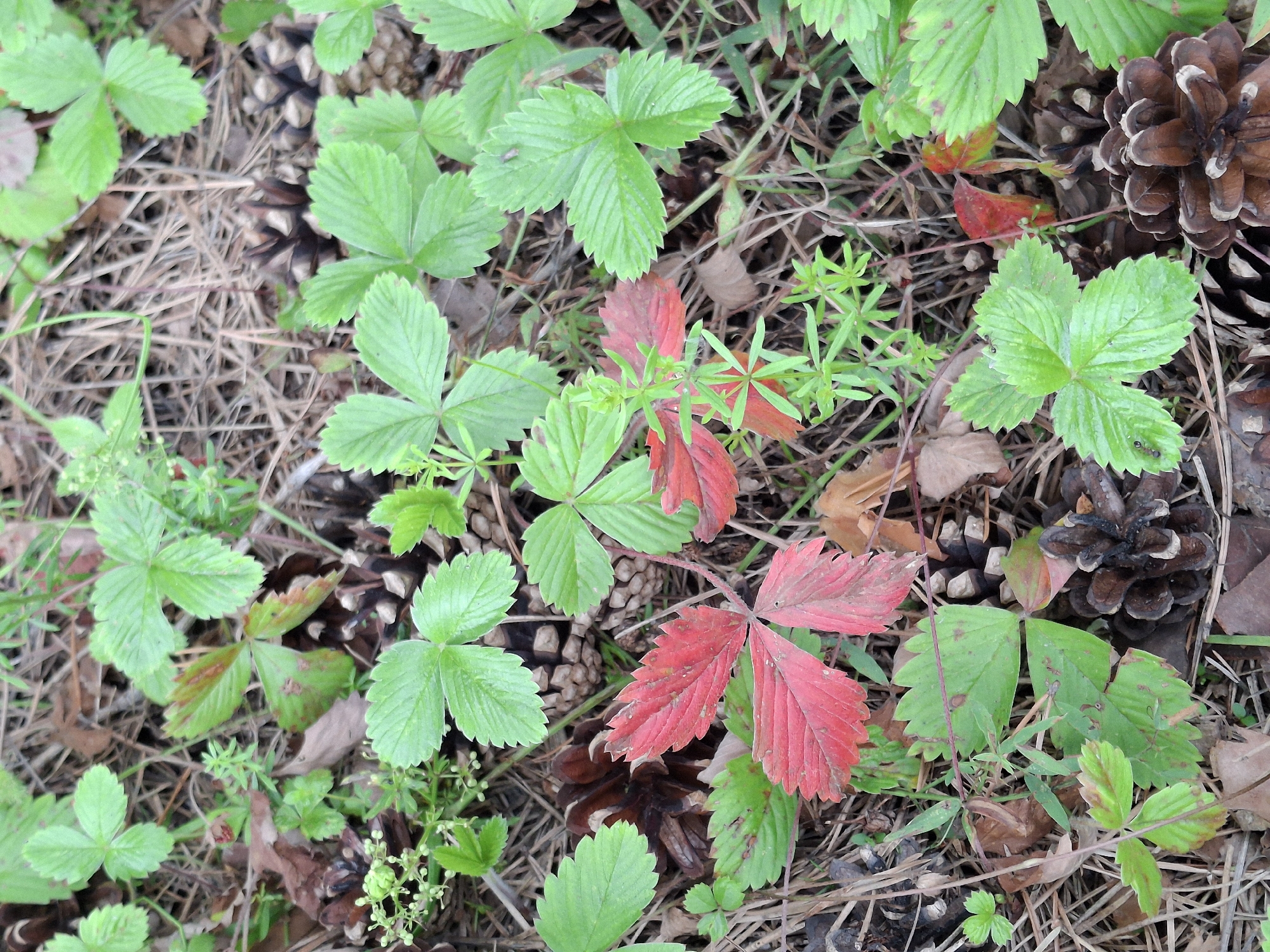 The image shows a close-up, overhead view of the forest floor in Malyi Bukor, Russia. The ground is covered with pine needles, fallen leaves, and several pine cones. Scattered amongst the debris are several plants, most notably wild strawberry plants with vibrant green, serrated leaves. Some of these leaves show signs of seasonal change, with a few displaying bright red coloration. Small clusters of light green buds or flowers are also visible on some of the plants. The scene is natural and depicts a typical forest undergrowth environment. There are no people or animals visible in the image.