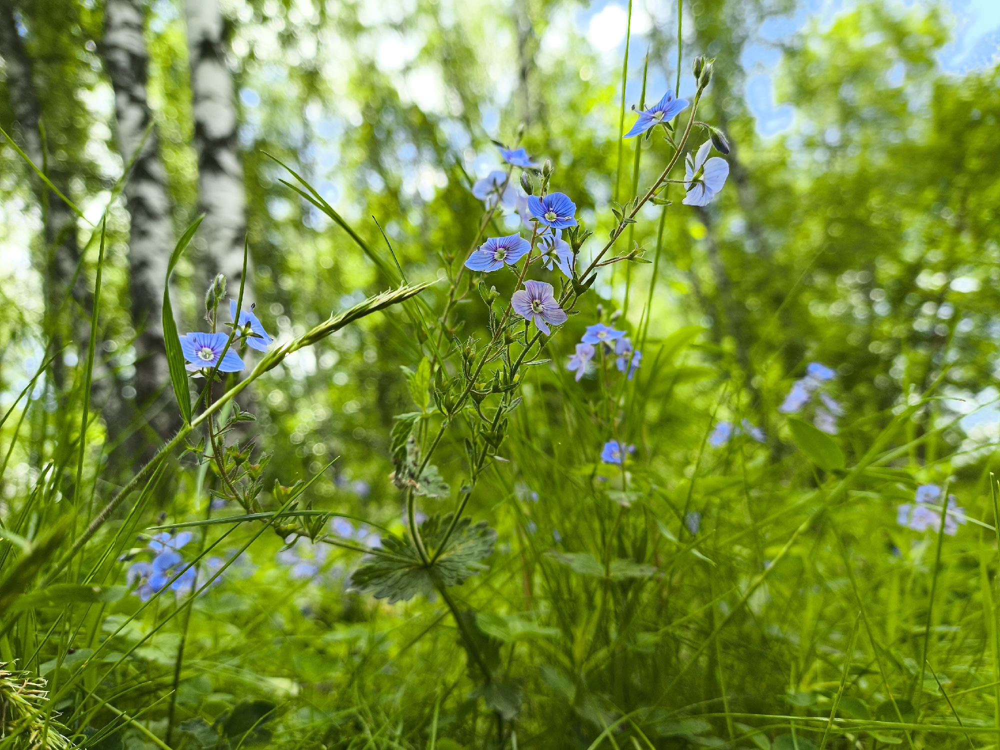 A low-angle, eye-level shot in a forest environment, possibly in Mar'inskoe, Russia. The image prominently features blue and purple wildflowers in the foreground amidst lush green grass. A birch tree with white and black bark is visible on the left side of the frame. The background is soft, suggesting a forest canopy with sunlight filtering through the leaves, also revealing glimpses of a blue sky. The composition focuses on the wildflowers and immediate grassy environment, with the background blurred.