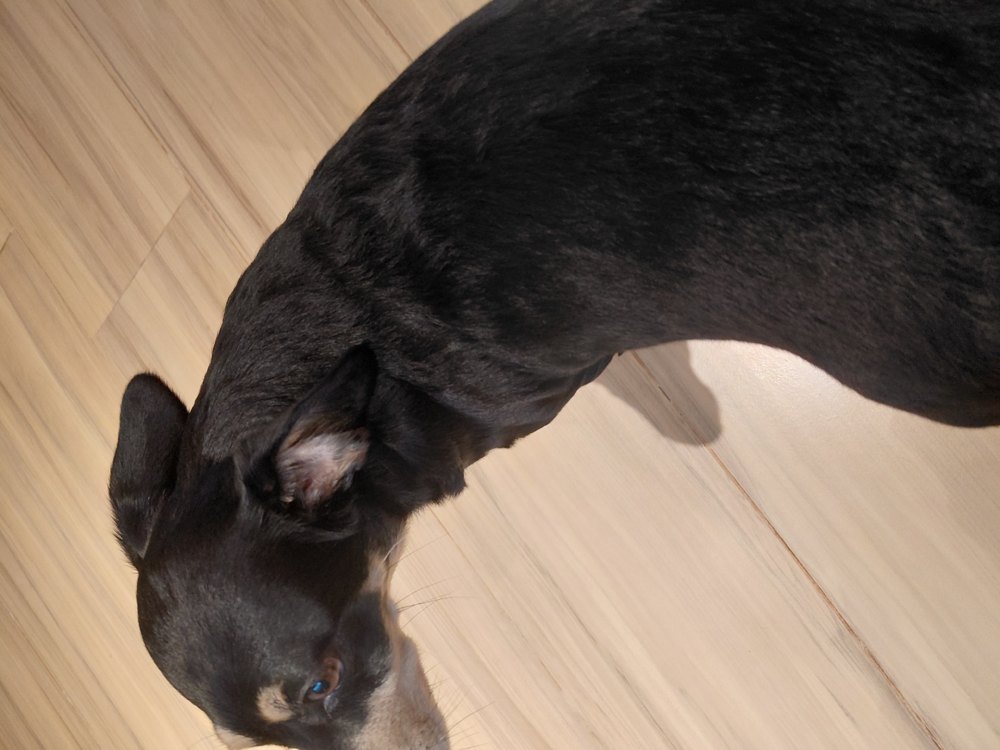The image shows a close-up, angled view of a black dog with tan markings on its face, resting on a light-colored wooden floor. The dog's head is turned away from the camera, revealing its eye and part of its ear. The floor appears to be made of wood planks. The scene is indoors, likely in a residential setting. No specific location within Encarnacion, Paraguay, can be identified from the image alone.