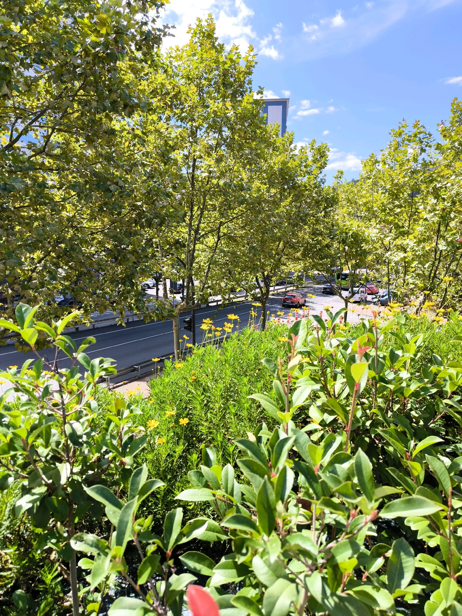 The image depicts a verdant urban environment in Barakaldo, Spain. In the foreground, lush green shrubs with some reddish foliage are in sharp focus, while behind them, a patch of vibrant yellow wildflowers blooms. Beyond the flowers, a tree-lined street runs horizontally across the frame. The street is paved with asphalt and has white lane markings. Several cars are visible on the road, including a red SUV. Mature trees with broad, green leaves form a canopy over the street, casting dappled shadows. In the background, a modern building with a blue facade is partially visible above the trees, and the sky is a clear blue with scattered white clouds. The overall scene suggests a bright, sunny day in a city park or along an urban thoroughfare with significant greenery.