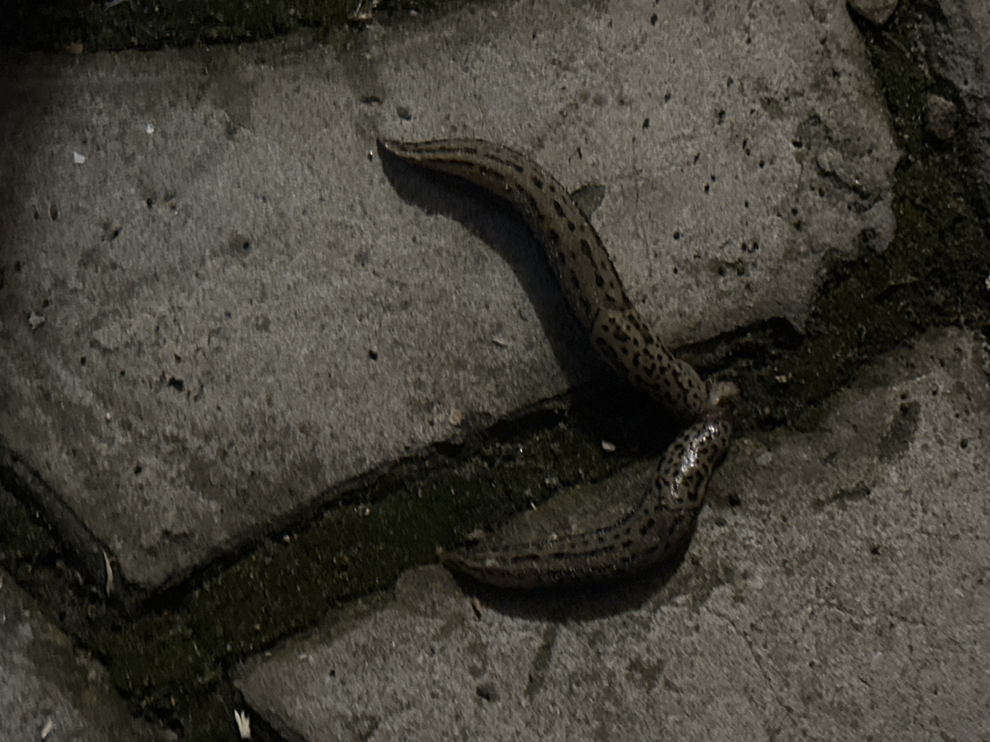 The image shows two leopard slugs on a concrete surface with dark, moss-like growth in the cracks between the paving stones. The concrete appears damp. The slugs are mottled with dark spots, characteristic of their species. The lighting is dim. Nizhny Novgorod, Russia is not discernible from the image.
