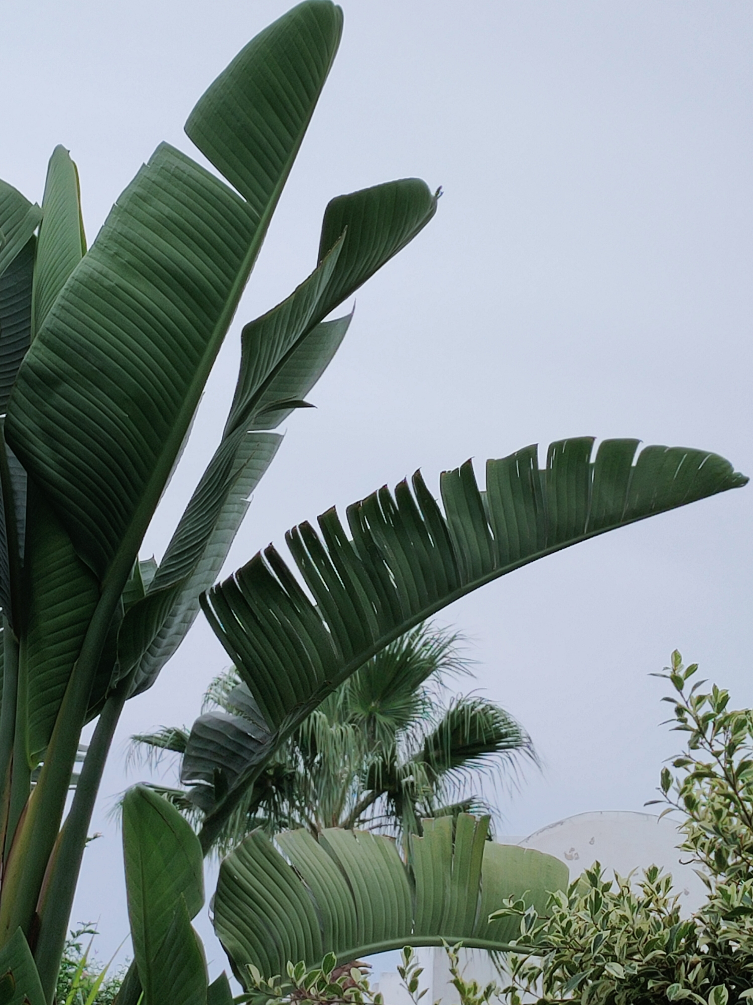 The image captures a close-up view of lush, large green leaves of a bird of paradise plant against a pale, overcast sky. The leaves are variegated with darker green veins. In the background, the fronds of a palm tree are visible, along with some other green foliage and a portion of a white dome-shaped structure. The setting appears to be an outdoor environment, possibly a garden or courtyard in Mrezga, Tunisia. There are no people or animals in the frame. The lighting suggests a diffused, possibly humid, atmosphere.