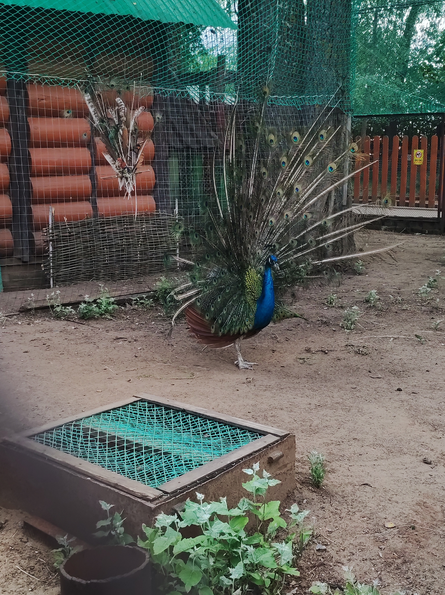 A male peacock stands with its train fanned out in a zoo enclosure. The peacock has iridescent blue and green plumage and its train displays numerous eye-like spots. The enclosure has a wooden log wall behind the peacock, a chain-link fence in front, and a green net covering the top. In the foreground, a metal structure with a green mesh cover is partially visible. The ground is dirt and there are some sparse plants growing around the enclosure. The background shows a wooden fence and trees. The scene appears to be in an outdoor zoo or park setting.