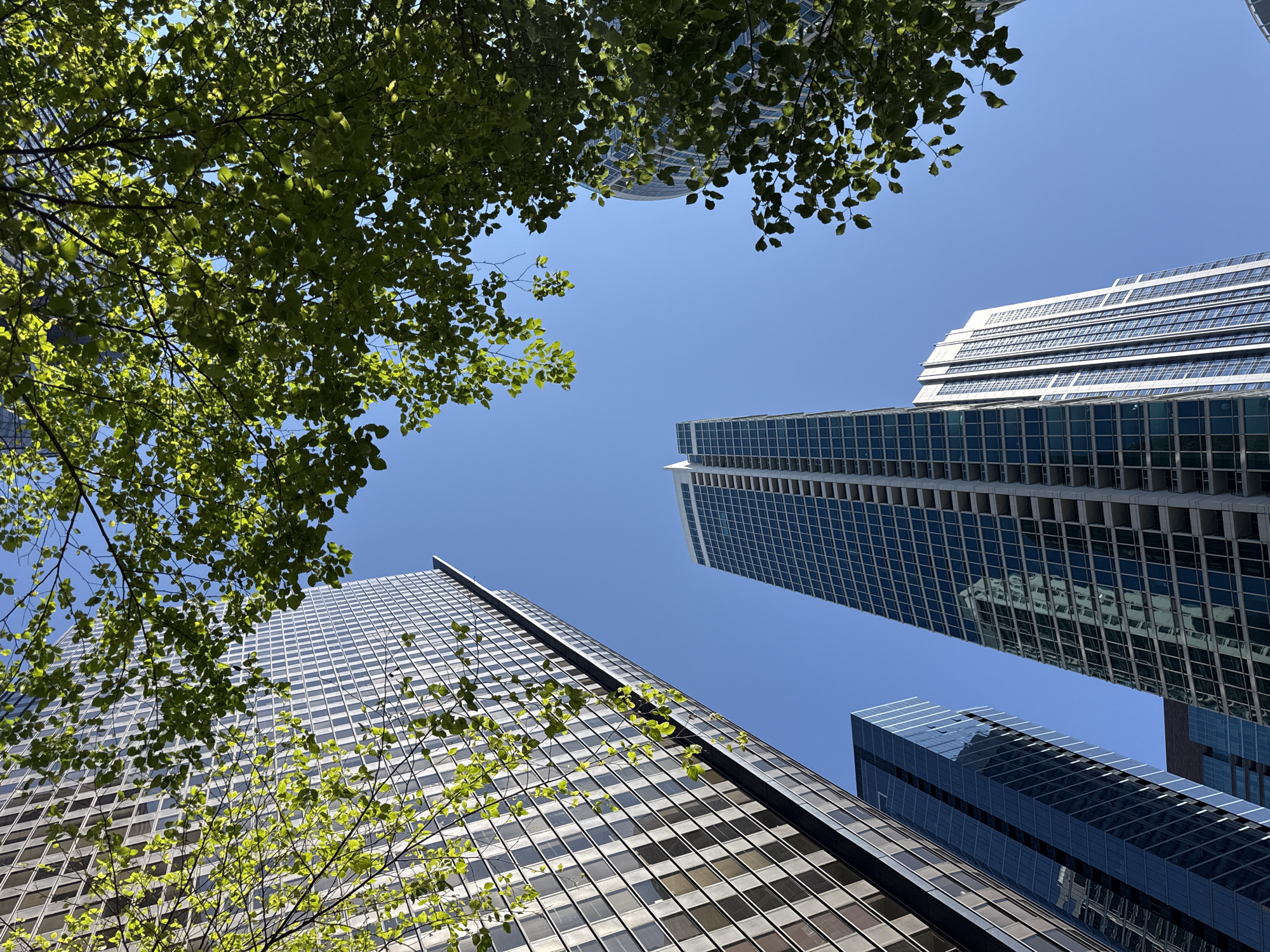 The image shows a low-angle view of several modern skyscrapers against a clear blue sky. Lush green tree branches with vibrant leaves frame the top and right sides of the image, their foliage catching the sunlight. The buildings are varied in their architectural styles, with one in the foreground on the left appearing to have a patterned facade of alternating glass and darker panels. To the right of this, a taller, more slender skyscraper is visible, its glass exterior reflecting the sky and surrounding buildings. Further in the background, other high-rise buildings can be seen, one with a curved facade. The scene suggests an urban environment in Chicago, United States of America, where nature and modern architecture coexist. There are no people or animals visible in the image. The lighting indicates it is daytime, likely midday given the brightness and clear sky.