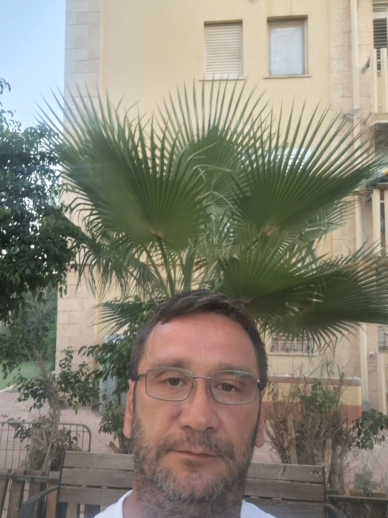 The image is a portrait of a middle-aged man with short dark hair, a beard, and glasses, taken outdoors in Yerocham, Israel. He is positioned in the foreground, looking directly at the camera. Behind him, a large palm tree dominates the center of the frame, its fronds fanning out widely. In the background, a building with a light-colored facade and windows is visible. To the left of the palm tree, there are other trees and foliage. The lighting suggests it is daytime. A wooden bench is visible in the lower part of the image. The man is wearing a white t-shirt.