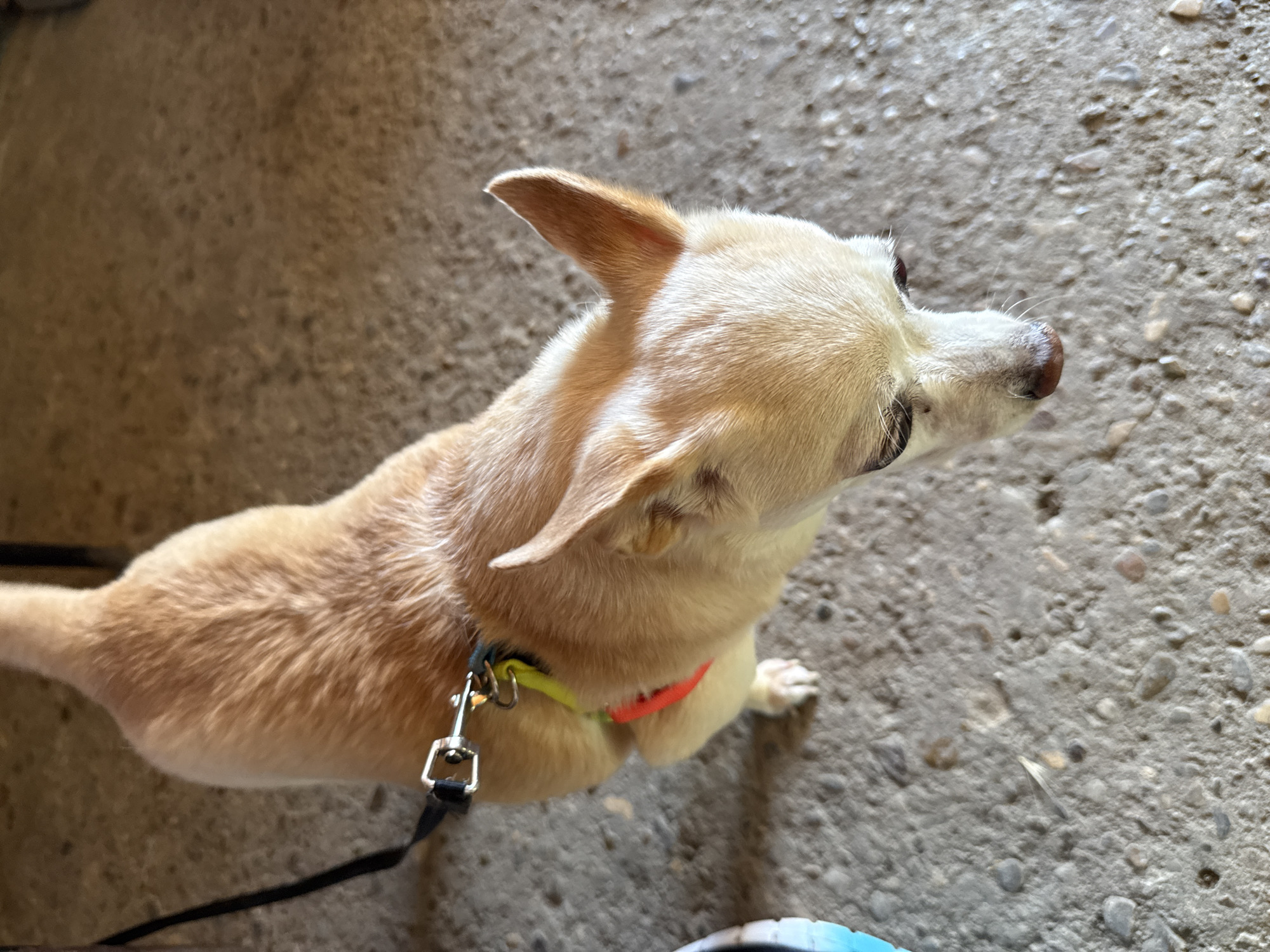 A small tan chihuahua is shown from a high angle, standing on a concrete surface with visible pebbles. The dog is wearing a black leash attached to a harness with red and yellow accents. The dog's head is tilted downwards, and its eyes are partially closed. The background consists of a textured, earthy-toned surface, suggesting an outdoor or patio setting. The scene is devoid of any discernable landmarks or features that would indicate a specific location in Baurene, Bulgaria.