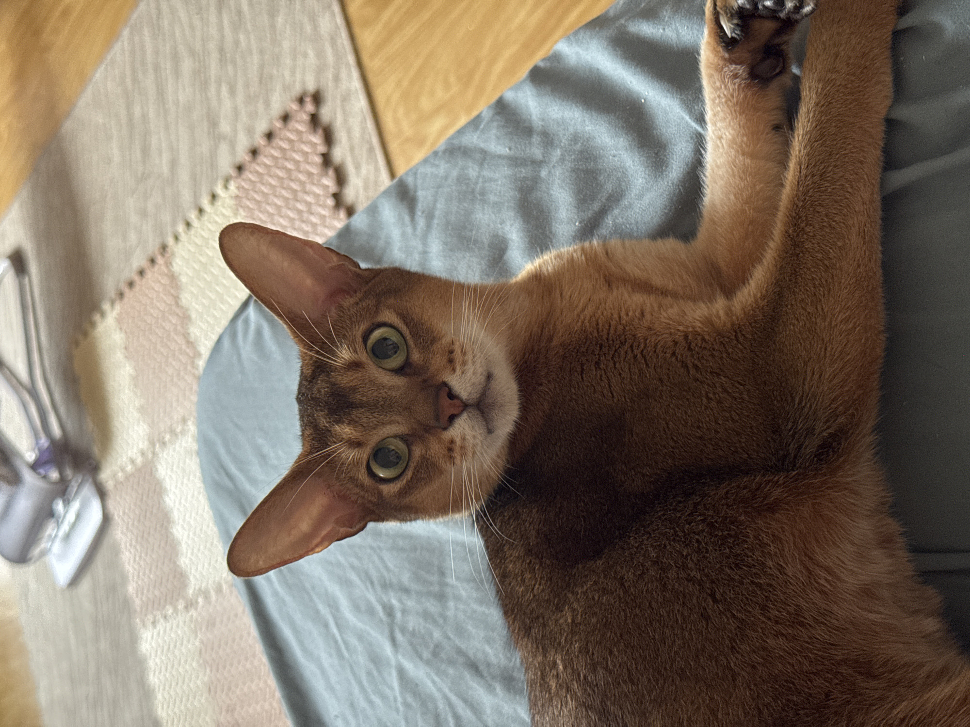 This is a close-up, eye-level shot of an Abyssinian cat lying on a blue blanket. The cat's fur is a rich reddish-brown with tabby markings visible on its face. It has large, expressive green eyes and prominent ears. Its front paws are visible, with one paw extended forward, revealing sharp black claws. The background shows a textured rug with pink and beige geometric patterns, and a wooden floor. An out-of-focus object, possibly a pet grooming tool, is visible in the upper left corner of the image. The scene appears to be indoors, likely in a residential setting, and there is no indication of the cat's location in Chaikovsky, Russia, or any specific city for that matter.