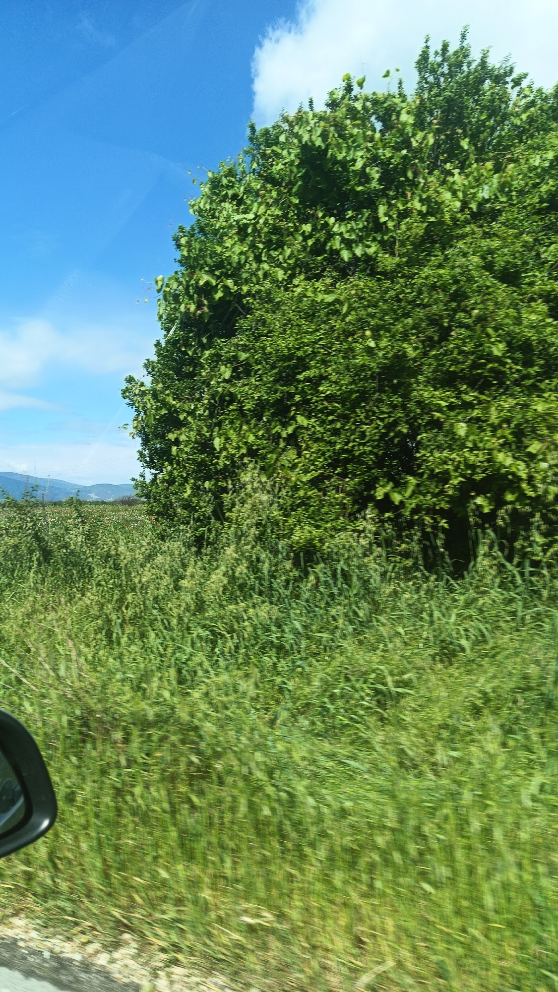The image depicts a roadside scene in Boliartsi, Bulgaria. Lush, green vegetation dominates the foreground, with tall grass and foliage blurred due to motion, indicating the photo was taken from a moving vehicle. A dense tree or shrubbery line is present in the midground. In the background, a cultivated field is visible, with some red poppies intermixed with the green vegetation. Distant hills are discernible on the horizon. The sky is blue with a few scattered white clouds. The side mirror of a car is visible in the lower left corner of the frame.