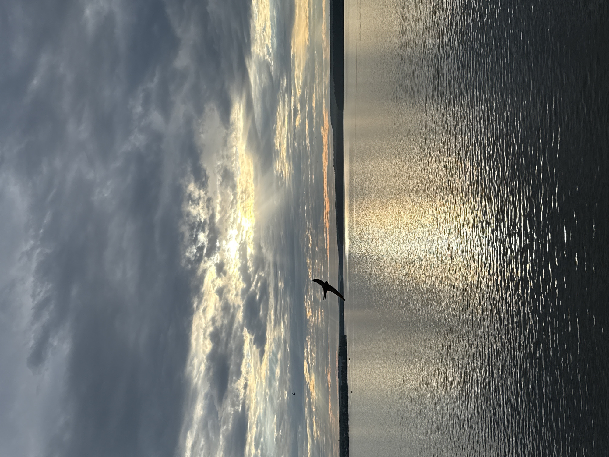 This is an outdoor, vertical, eye-level shot of a sunset over a body of water, with a bird in flight. The sky is filled with dramatic, dark grey clouds, with rays of sunlight breaking through and illuminating the water with a golden sheen. The water is rippled, reflecting the sky and the sunlight. In the middle ground, a dark silhouetted bird with outstretched wings is captured in mid-flight. In the distance, a dark, treed horizon line suggests land. The scene is peaceful and serene. The image was taken in Votkinsk, Russia.
