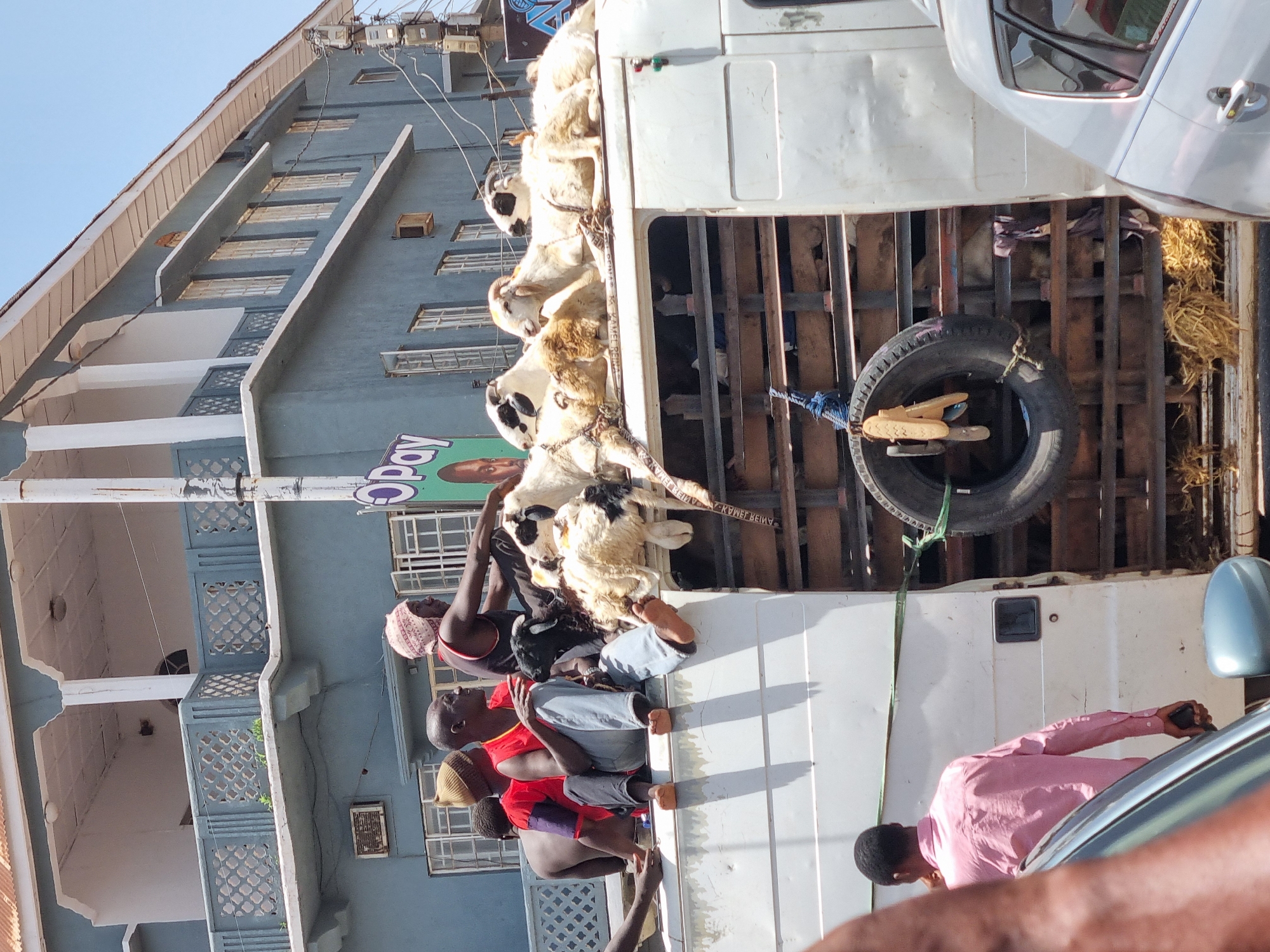 A truck is parked on a street in Jos, Nigeria. The truck is carrying a load of sheep in its bed. Several men are either sitting on the edge of the truck bed or standing next to the truck, apparently tending to the sheep. The building beside the truck is a multi-story building with balconies. A tire hangs on the back of the truck. Other vehicles are visible near the truck.