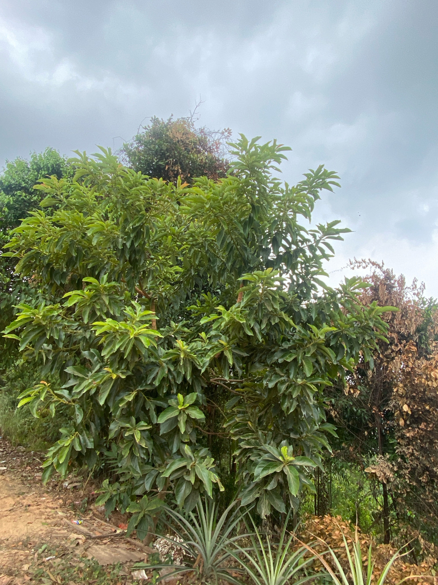 The image captures an outdoor scene with lush green foliage dominated by a large, leafy tree in the foreground. The tree has broad, ovate leaves. To the right of the green tree, there is a dead or dying tree with dry, brown leaves and branches. In the lower foreground, parts of what appear to be pineapple plants are visible. The ground is a mix of dirt and some scattered debris, including what looks like plastic wrappers. The sky above is overcast and cloudy, suggesting a possibly humid or rainy day. The overall environment suggests a natural or semi-natural setting, perhaps a garden or a less manicured area on the outskirts of a settlement. Without further information, pinpointing the exact location within Batam, Indonesia is not possible from the visual cues alone.