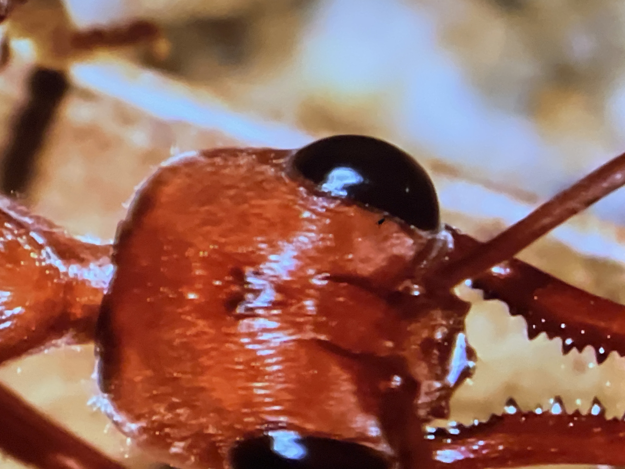 This is a close-up, macro photograph of the head of a red ant. The ant's large, black compound eyes are prominently featured, reflecting light. Its segmented antennae are visible, extending from the top of its head. The ant's mandibles, which appear serrated, are also visible below its head. The exoskeleton of the ant is a vibrant reddish-orange and has a glossy texture. The background is blurred and out of focus, with warm, earthy tones. The image does not contain any elements that would allow for the identification of a specific location, including the city of Casablanca, Morocco.