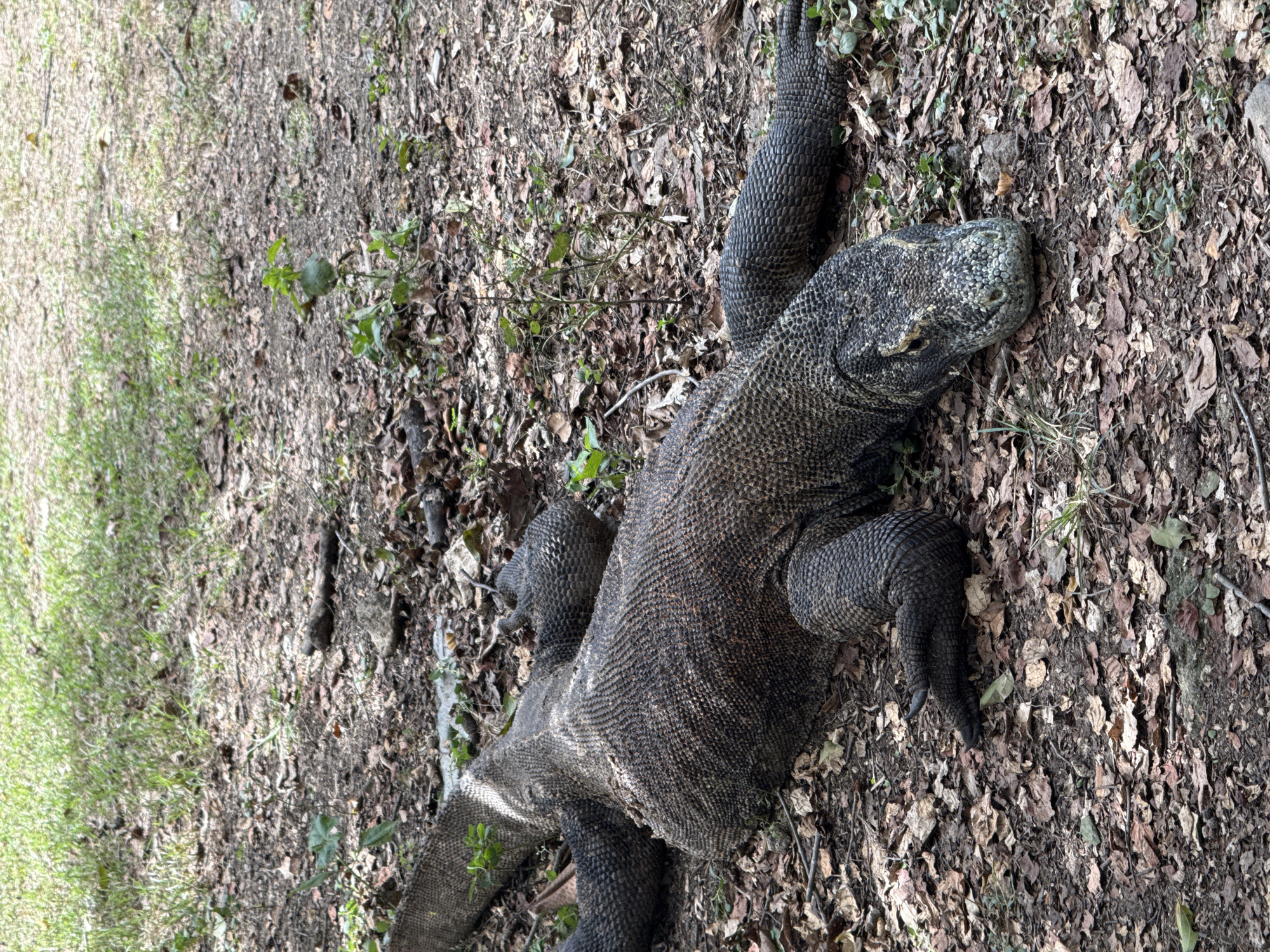 A Komodo dragon lies on a bed of dried leaves, twigs, and sparse green vegetation. The dragon's textured, gray skin is visible from its head to its tail, showcasing its claws and limbs. The location is in an area of Unknown, Indonesia.
