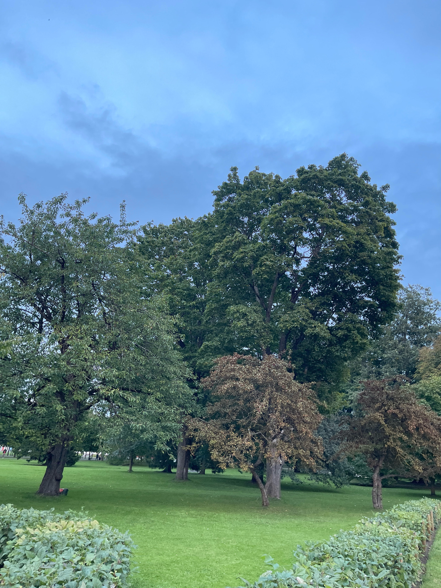 The image depicts a park scene in Tallinn, Estonia, on a cloudy day. In the foreground, a neatly trimmed green hedge runs along the right side of the frame, with a vibrant green lawn stretching out beyond it. Several trees are scattered across the lawn, with a mix of lush green foliage and trees showing autumnal colors. The largest tree, on the left, is full of green leaves and has a thick trunk. In the mid-ground, two smaller trees with brown and red leaves stand out, suggesting the arrival of autumn. Further back, more trees are visible, some with dense green canopies. In the far distance, on the left side of the park, a few blurry figures can be seen walking, indicating this is a public space. The sky above is overcast with soft grey clouds, casting a muted light over the scene. The overall impression is of a serene park environment on a cool, cloudy day.