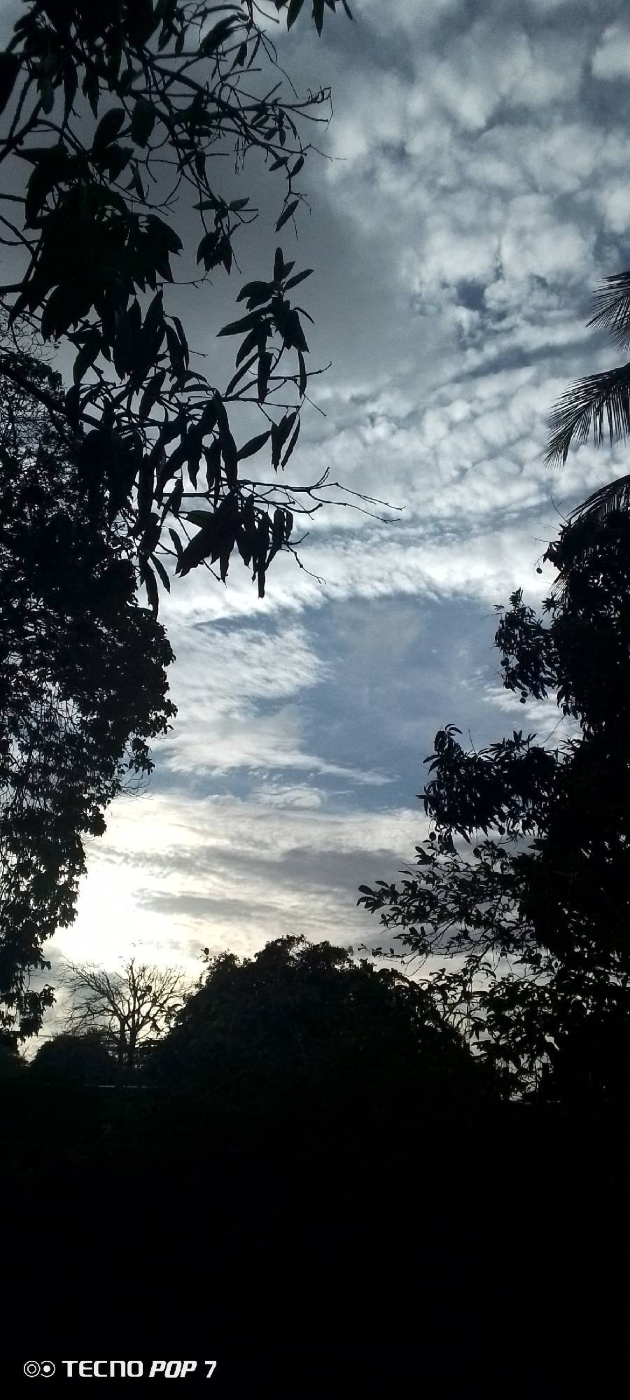 The image is a vertical, low-angle shot of a sky filled with dynamic, wispy clouds, likely captured at dawn or dusk. Silhouetted against the sky are the branches and leaves of trees, creating a natural frame for the celestial view. In the foreground, the dark silhouettes of trees and foliage dominate the bottom portion of the image, obscuring any details of the ground or immediate surroundings. The lighting suggests an outdoor environment, potentially a park or a residential area with significant tree cover. The overall mood is somewhat dramatic and serene, emphasizing the interplay between the natural elements. The bottom left corner of the image contains a watermark that reads "TECNO POP 7".