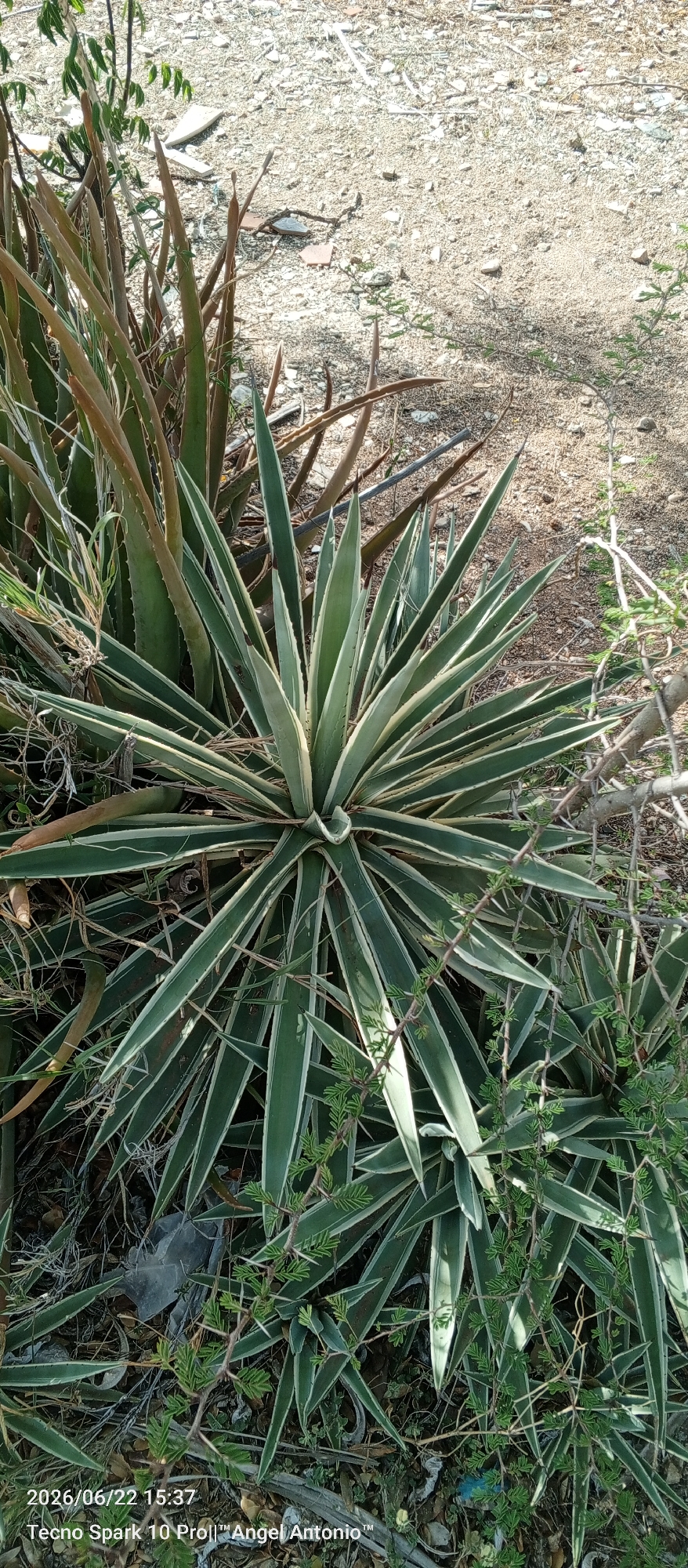 In Altagracia, Venezuela, a close-up, high-angle shot captures a variegated agave plant in a dry, outdoor environment. The agave, characterized by its sharp, pointed leaves with creamy white edges, dominates the foreground. Its leaves fan outwards in a rosette pattern, with some slightly browning or older leaves visible towards the back. Interspersed among the agave are the thinner, more spiky leaves of an aloe vera plant, some appearing dry and brown. The ground beneath is a mix of light-colored gravel, small rocks, and dry vegetation. A small, thorny green plant with delicate leaves grows in the lower right corner, weaving through the agave leaves. The lighting suggests a sunny day, casting shadows on the ground. The lower left corner displays a timestamp and device information: "2026/06/22 15:37 Tecno Spark 10 Pro||™ Angel Antonio™".