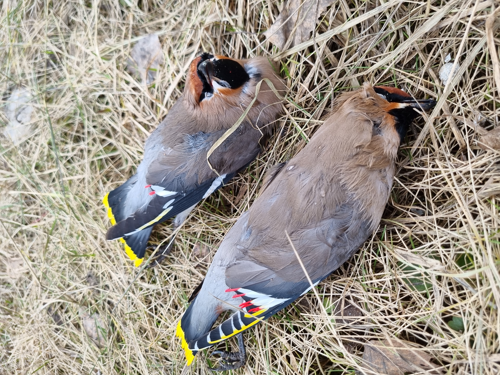 The image shows two dead Bohemian Waxwing birds lying on dry grass and dead leaves. The birds have distinctive black throat patches, brown crests, and gray bodies. One bird has its tail feathers prominently displayed, showing yellow and black markings, while the other is positioned where the tail is less visible. Some red waxy tips are visible on the wings of the bird on the right side of the image. The location, Kemul, Russia, is not discernible from the image. There are no people visible.