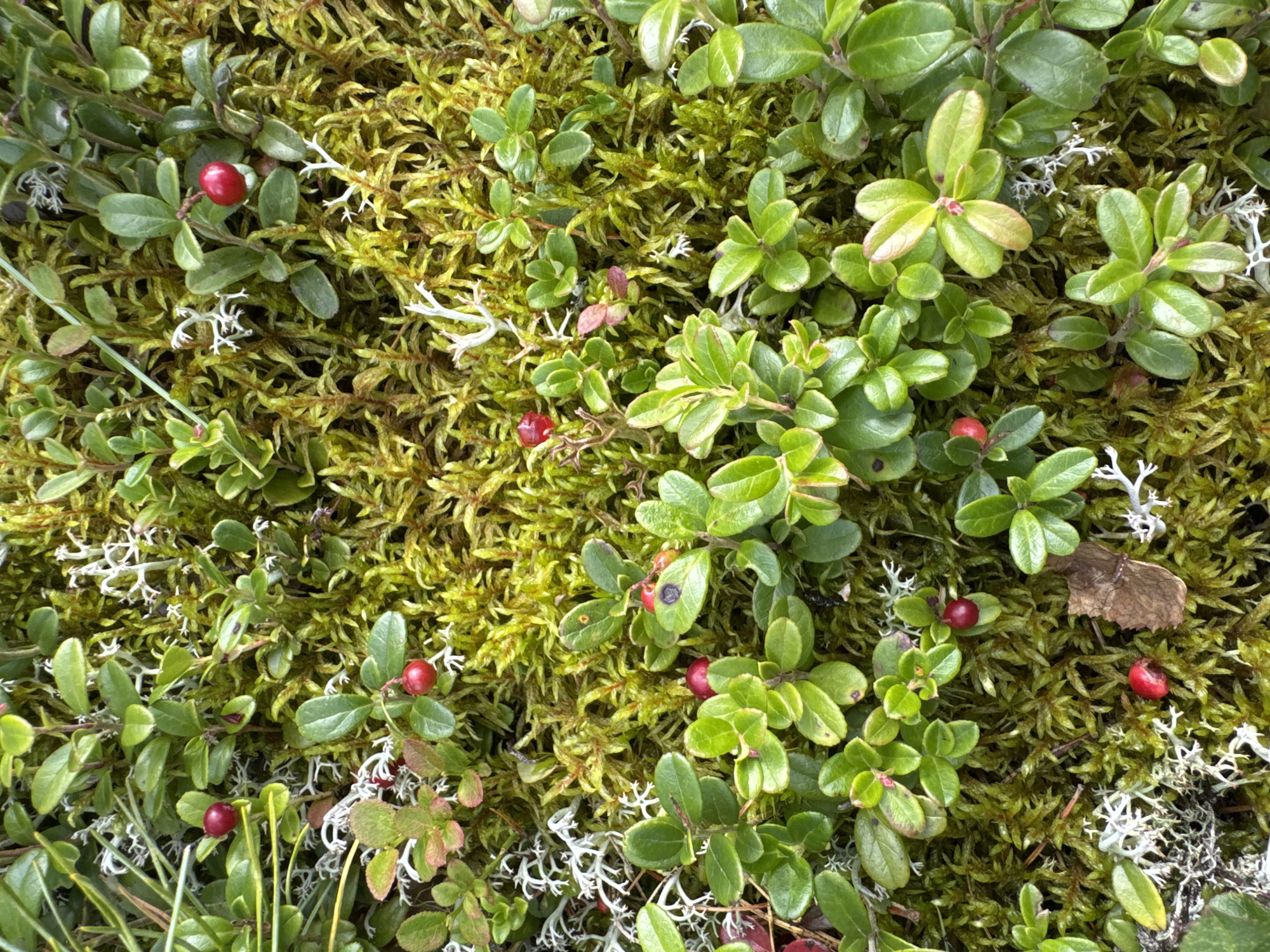 This is a close-up, high-angle, natural light photograph of a patch of ground covered in vibrant green moss, interspersed with low-lying, broad-leafed green plants and bright red berries. White, delicate lichen also dot the scene. The scene appears to be in a natural, outdoor environment. There are no people or man-made objects visible. The berries are small, round, and a deep red color. Some of the leaves on the plants have a reddish tint. The moss is dense and appears damp, with a slightly yellowish-green hue in some areas. The overall impression is of a close-up detail of a forest floor or a similar natural habitat. The image is too general to determine a specific location within Russia, or any city.