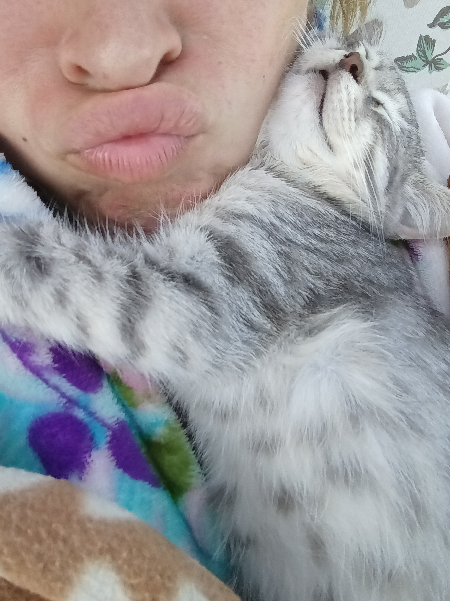 In an indoor setting, a close-up shot focuses on a person's lips puckered for a kiss, pressed against the soft, gray and white fur of a sleeping cat. The cat is nestled in the person's embrace, its eyes closed and its head turned away from the camera, with its nose and ears partially obscured by its fur. A colorful, patterned blanket, featuring shades of blue, purple, green, and brown, is visible beneath the cat, suggesting a comfortable and domestic environment. The background is blurred and indistinct. The image is framed from a low angle, emphasizing the intimate interaction between the person and the cat. The lighting appears natural, casting soft shadows and highlighting the textures of the fur and skin.