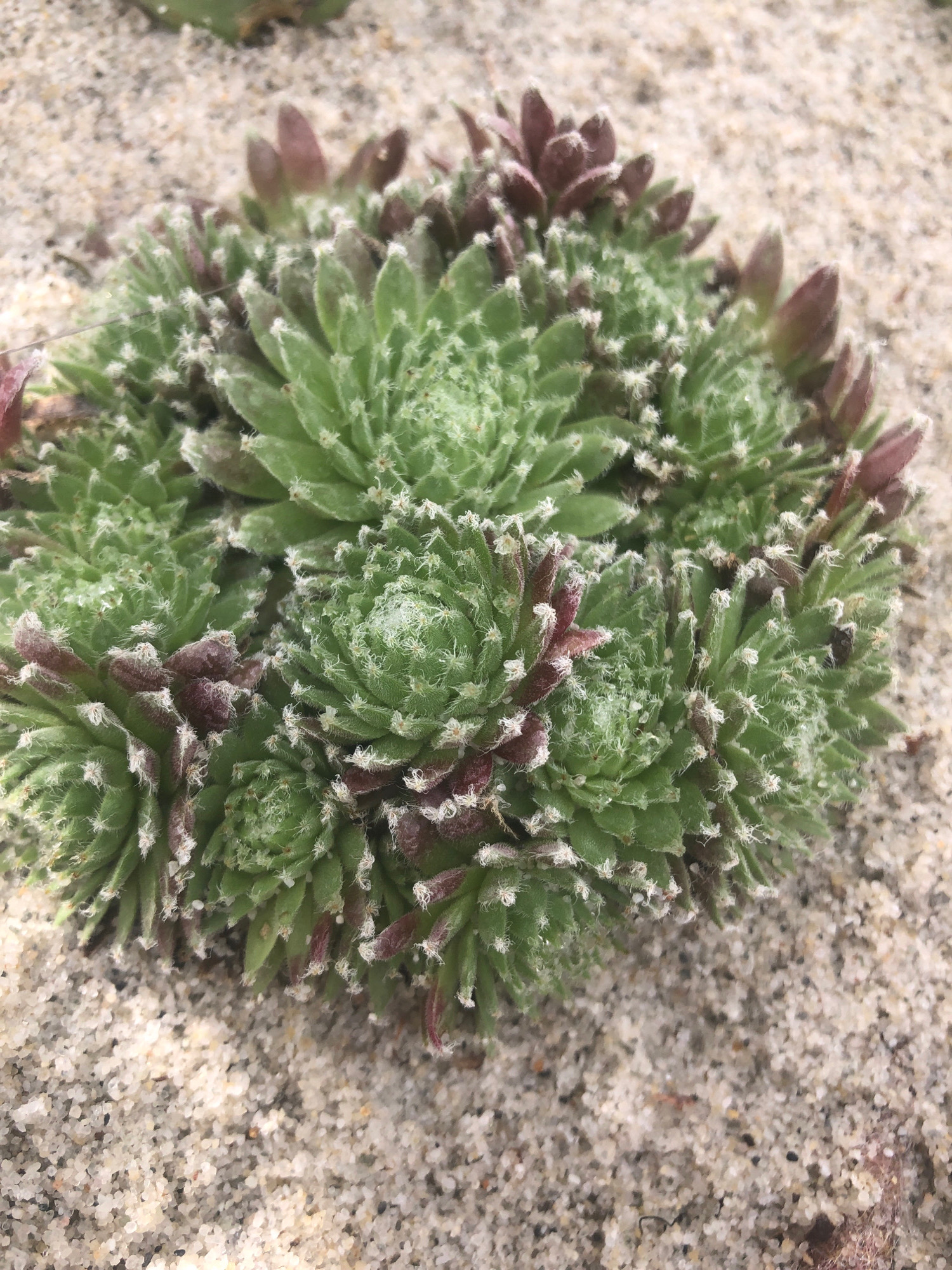 A close-up, high-angle shot captures a cluster of green succulent plants, possibly Sempervivum, growing in sandy soil. The plants are characterized by fleshy, pointed leaves arranged in a rosette formation. Many of the leaves have reddish-purple tips and are covered in fine, white, hair-like structures. The sandy ground is visible in the foreground and background, with individual grains of sand clearly discernible. The lighting suggests an outdoor, daytime setting. No people or specific landmarks are visible. The location is identified as Sierndorf, Austria.