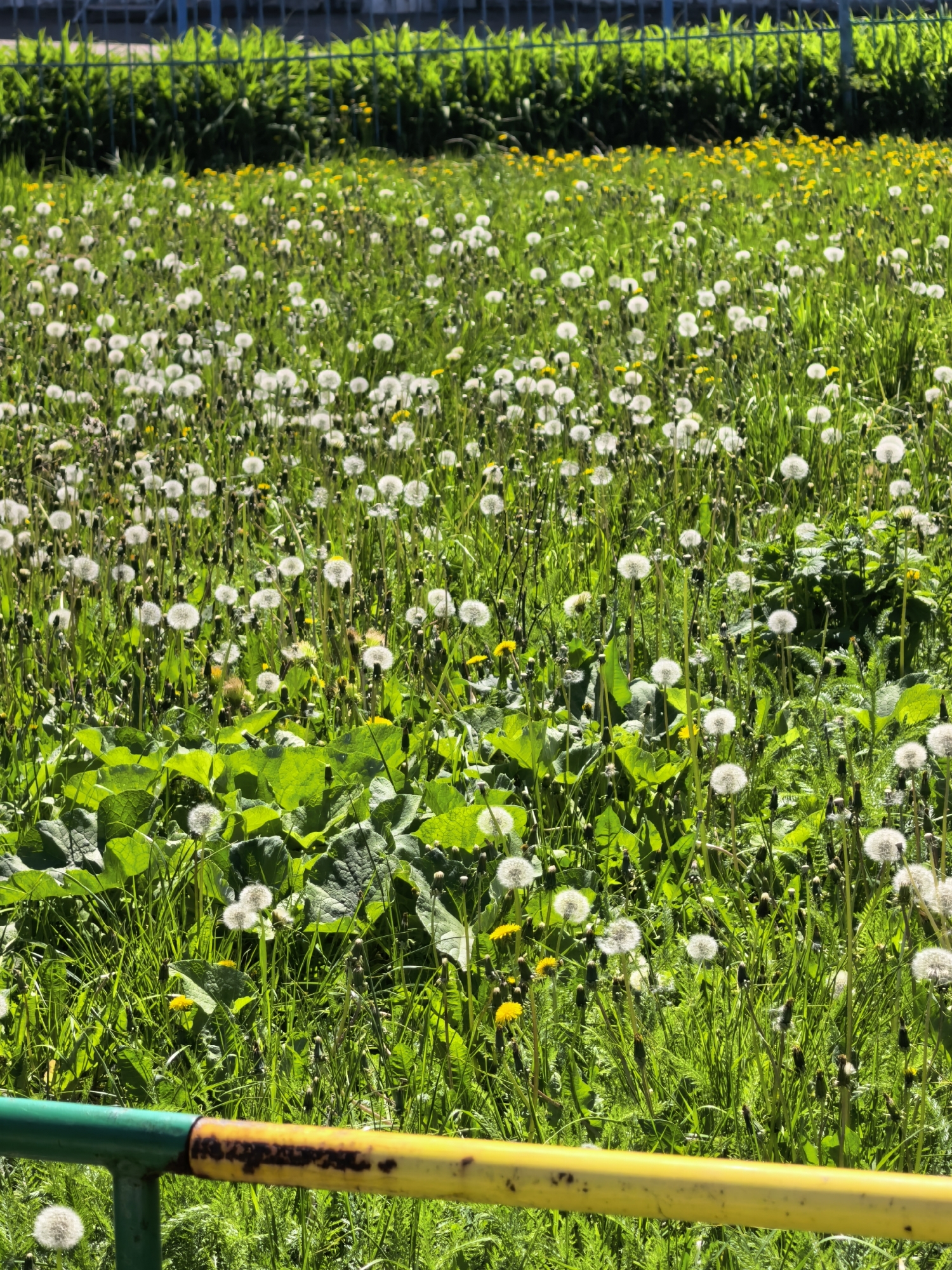 The image depicts a field of dandelions in Sterlitamak, Russia. The field is filled with green grass, white dandelion seed heads, and some yellow dandelion flowers. A green and yellow painted metal fence is visible in the foreground. In the background, there is another fence with vegetation behind it. There are no people visible in the image.