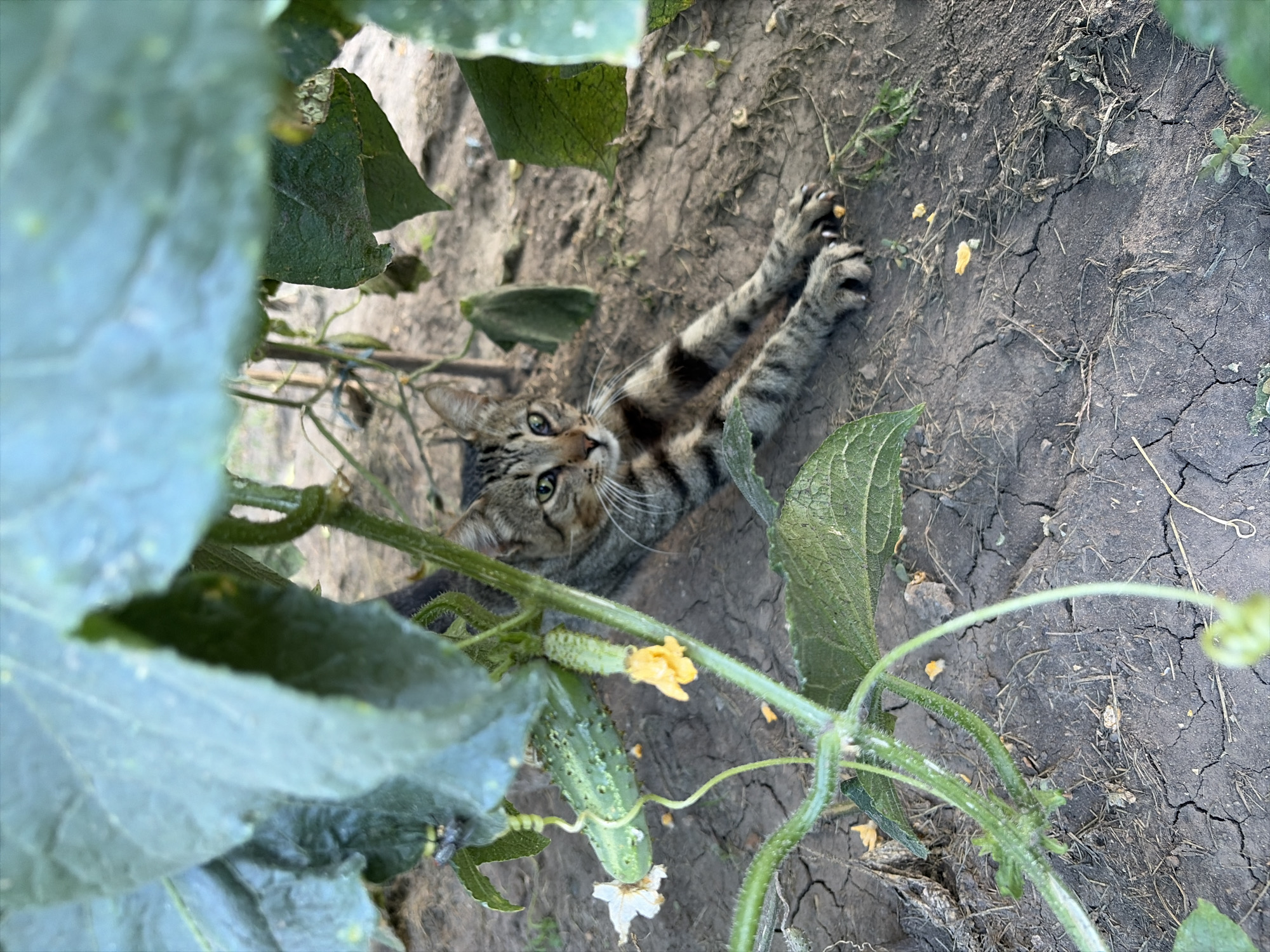 A tabby cat with green eyes is lying on dry, cracked earth under the leaves of a cucumber plant. The cat is partially obscured by the large leaves, with its body stretched out and its front paws extended. One cucumber with a white flower is visible to the left of the cat, and another smaller cucumber is present on the stem. The background shows more dry earth and vegetation. The image appears to have been taken outdoors in Oxentea, Moldova, given the context.