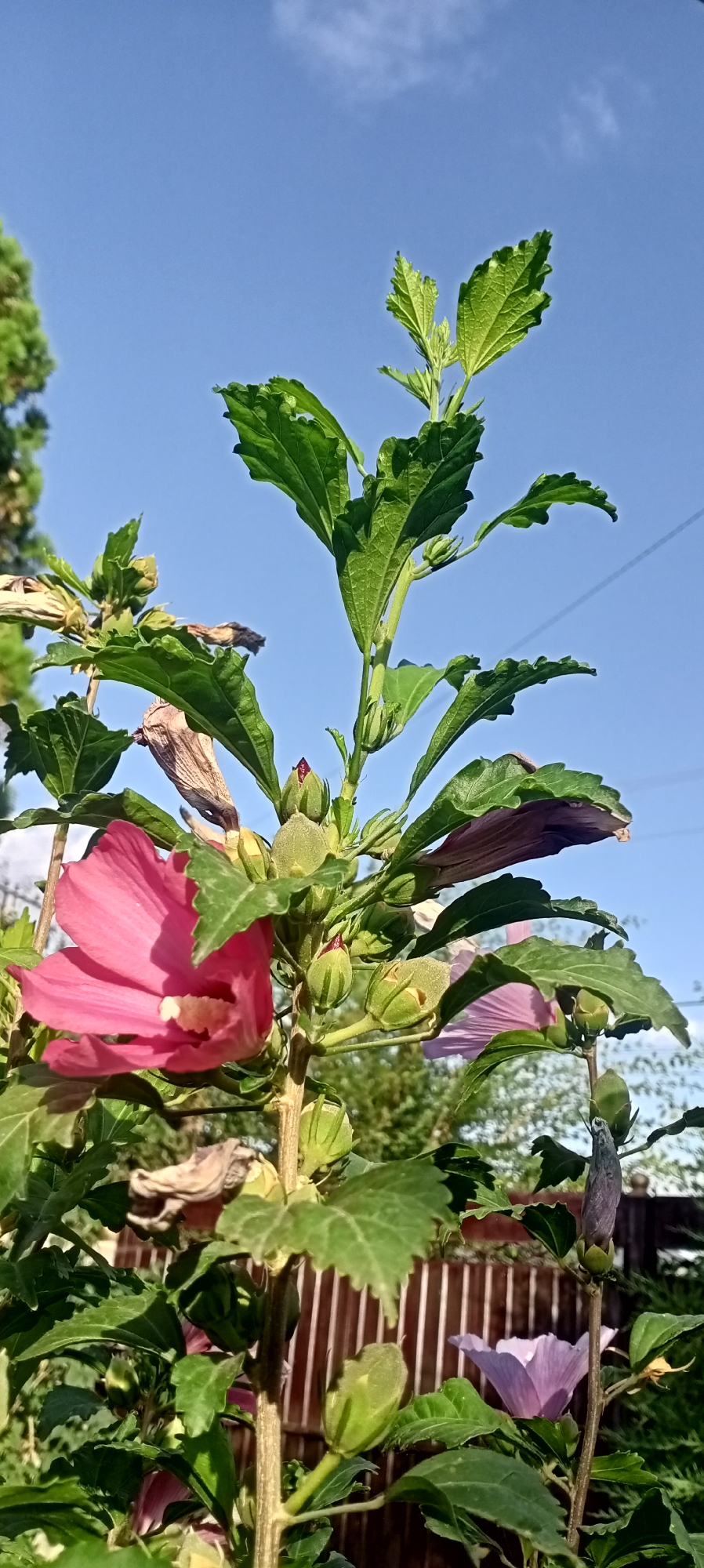 An outdoor, low-angle shot captures a pink hibiscus flower in full bloom, with its petals unfurled and stamens visible. The flower is part of a larger plant with vibrant green leaves and numerous green buds. A partially bloomed purple hibiscus flower is visible in the background, to the right. The plant is set against a clear blue sky and a wooden fence. The scene is likely located in a garden or yard, possibly in the city of Sokuluk, Kyrgyzstan, given the context. The lighting suggests it is daytime, with the sun casting shadows on the leaves and illuminating the flower.