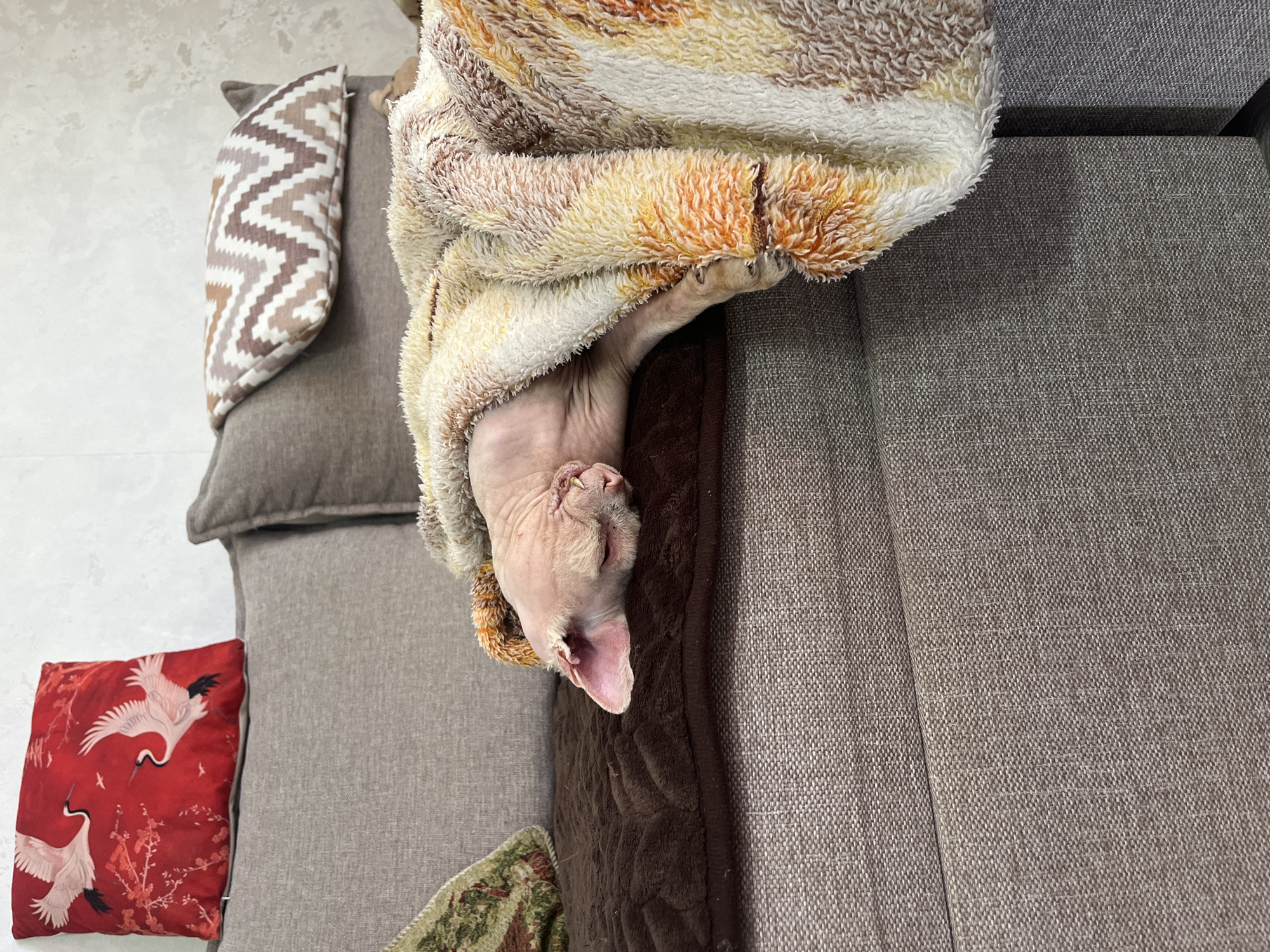 The image shows a Sphinx cat sleeping on a couch. The cat is covered by a fluffy blanket with a striped pattern in shades of beige, orange, and brown. The cat's head is visible, and it appears to be relaxed and comfortable. The couch is upholstered in a gray fabric, and there are several pillows on it. One pillow on the left has a geometric pattern in brown and white. Another pillow at the bottom left is red with a print of white cranes and branches. The scene is indoors, likely in a living room. The lighting suggests it could be daytime.