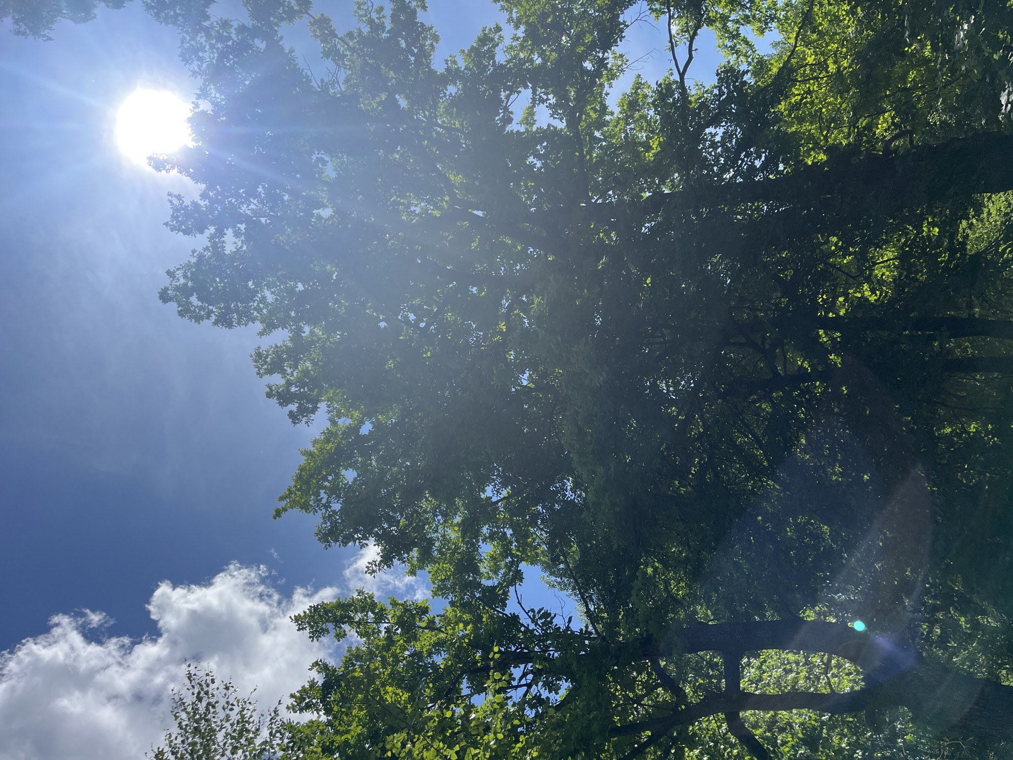 A low-angle shot looks up at the sky through a dense canopy of green oak trees on a sunny day. The sun is high in the sky, partially obscured by clouds and trees, casting strong light and lens flares across the scene. The sky is bright blue, with fluffy white clouds scattered throughout. Sunlight filters through the leaves, creating a dappled effect and highlighting the vibrant green foliage. Some of the trees are in full view, with thick trunks and branches, while others are partially obscured by the dense foliage. The image captures a serene and natural environment, likely in the city of Vasilyevo, Russia, given the context. No people or animals are visible in the frame.