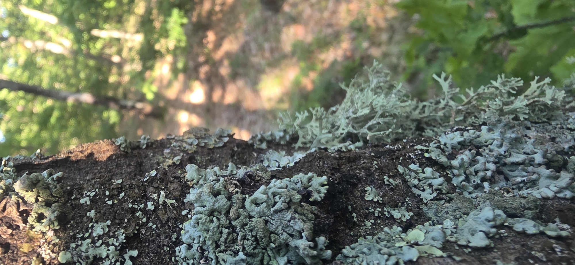 The image shows a close-up view of a tree branch covered in lichen. The lichen appears to be light green and gray. The background is blurred, but it seems to show a forest or wooded area with sunlight filtering through the trees. There is no indication that the location is in the city of Podvis, Bulgaria. There are no people, actions, or interactions visible in the image.