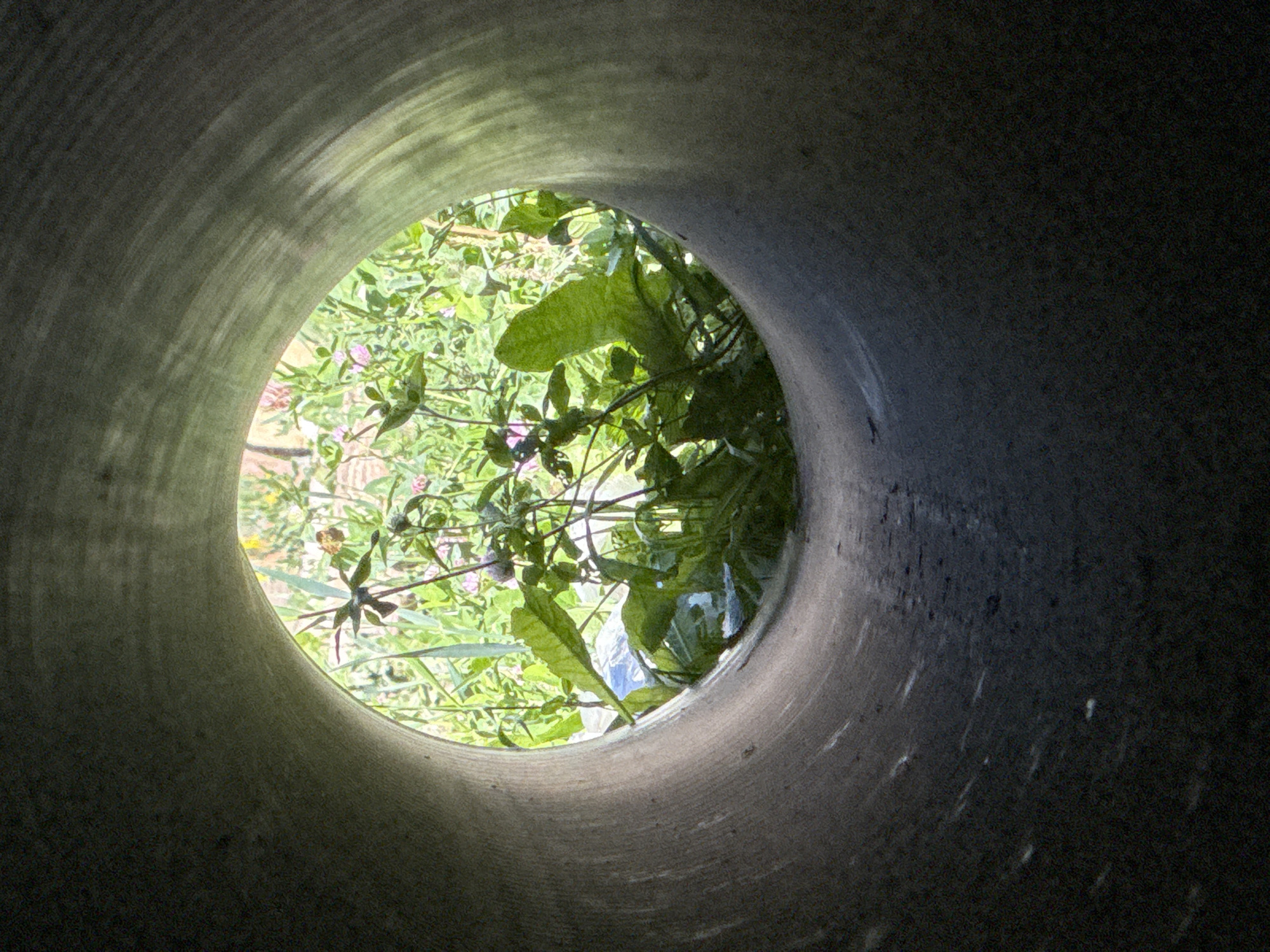 The image shows a view from inside a large, cylindrical concrete pipe looking out towards a patch of greenery. The pipe interior is dark and textured, with a slightly rough surface. Light streams in from the opening, illuminating the vegetation outside. The vegetation appears lush and overgrown, with various plants and some small pink flowers visible. The overall impression is of nature reclaiming or encroaching upon man-made structure. No people are present in the image. The location in the city of Matchino, Russia, is not explicitly indicated by any visual cues within the image itself.