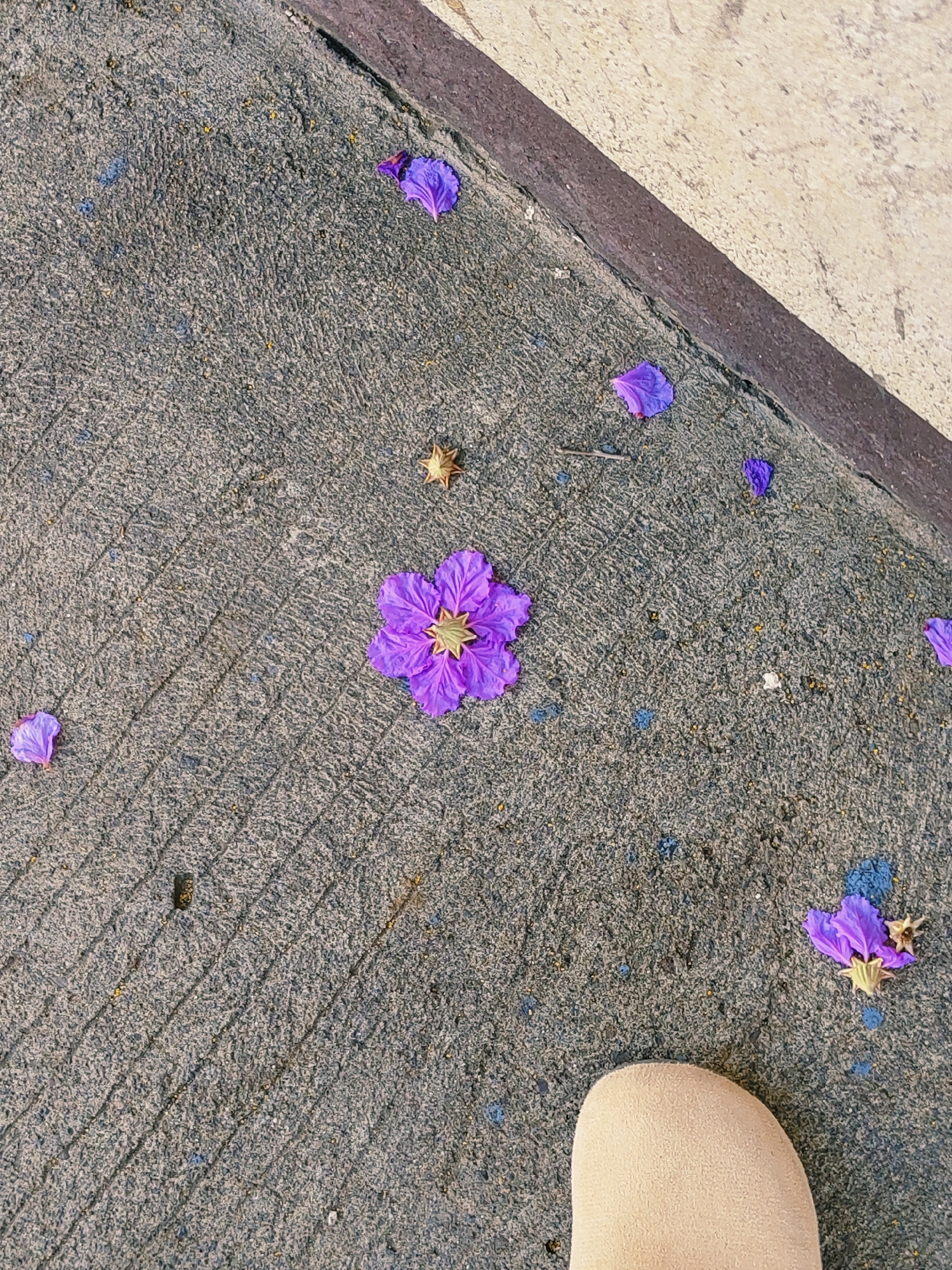 The image shows a close-up, overhead view of fallen purple flower petals scattered on a textured gray concrete surface, possibly a sidewalk or pathway. A single, larger purple flower with a star-shaped center is prominent in the middle of the frame. Several individual petals and smaller clusters of petals are dispersed across the concrete. A small, star-shaped seed or dried flower remnant is also visible near the large flower. The edge of a lighter colored surface, possibly a wall or curb, is present in the upper right quadrant of the image, separated from the concrete by a dark brown line. A person's foot, wearing a beige shoe, is visible in the lower right corner, suggesting the photo was taken from a person's perspective. The scene is likely outdoors in an urban setting, and could be found in areas like Roxas Avenue or along the waterfront in Davao City, Philippines, where decorative trees with similar flowers are common. The lighting suggests it is daytime.