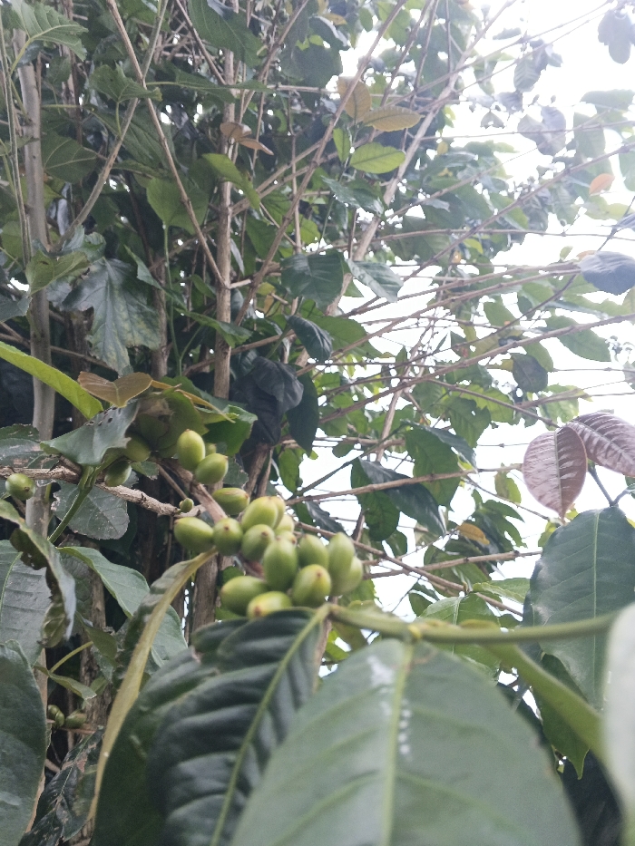 A vertical image, captured in Đăk Mar, Vietnam, presents a close-up, upward-angled perspective of a plant laden with numerous clusters of unripe green coffee berries. The ovoid berries are densely grouped along thin, woody branches in the mid-left and lower-center of the frame. Large, dark green, ovate leaves with visible venation are prominent in the foreground and mid-ground. The background consists of a dense arrangement of slender brown branches and various green leaves, interspersed with some reddish-brown new growth. A bright, overcast sky is visible through gaps in the upper foliage, indicating an outdoor, daytime environment. No human figures, animals, or artificial structures are present within the scene.
