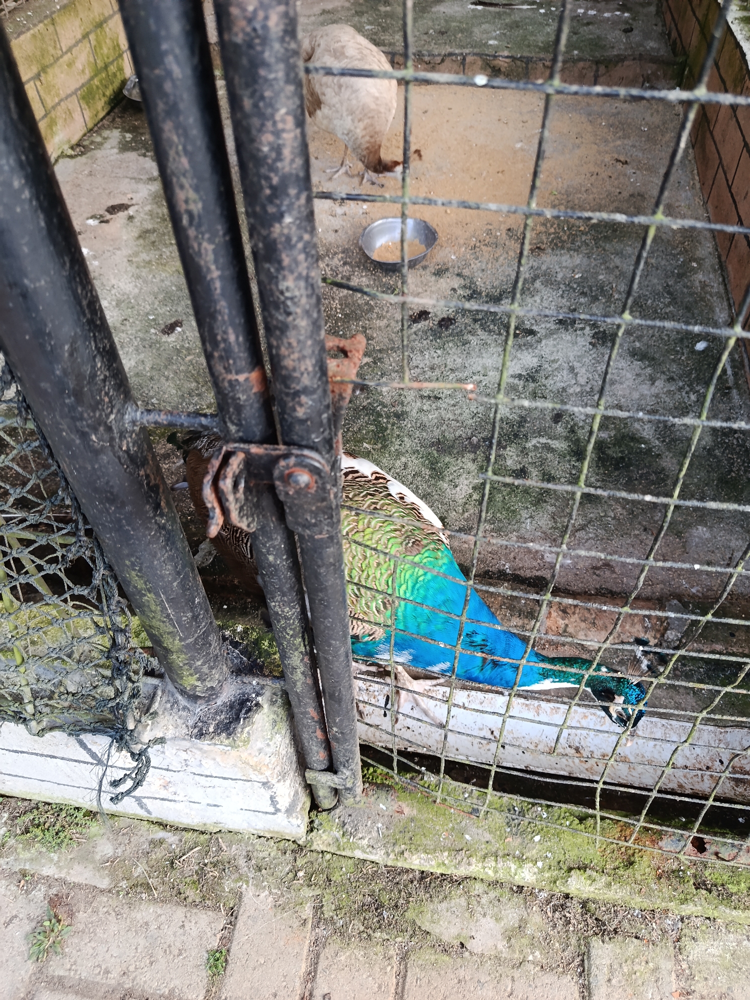 A peacock is visible through a wire cage in an outdoor enclosure. The peacock has iridescent blue and green plumage, with white and brown markings on its wings. It is partially visible, with its head and neck in focus, looking towards the right side of the frame. Another bird, possibly a peahen, is visible in the background, facing left. The enclosure appears to be made of concrete and brick, with a wire mesh roof and sides. There are two metal bowls on the ground within the enclosure, one of which contains a small amount of what appears to be feed. The ground is covered with sand or dirt. The scene suggests an aviary or a zoo enclosure. The lighting indicates it is daytime. The location is Suka Makmur, Indonesia.