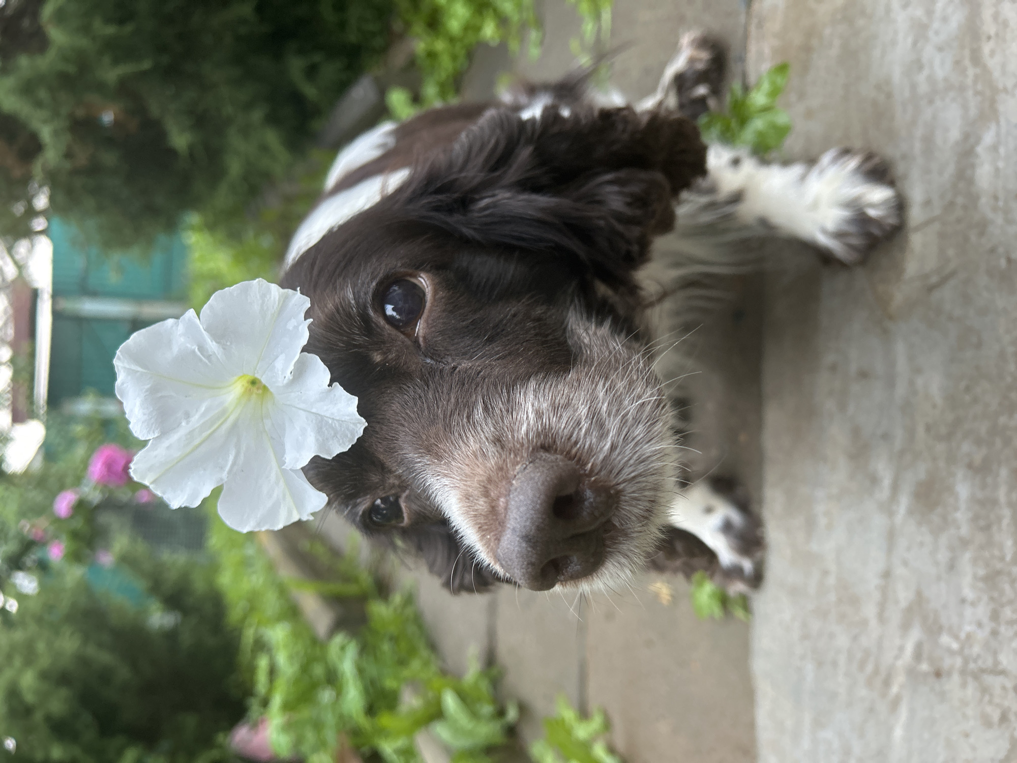 A close-up, Dutch angle shot focuses on the face of a brown and white dog, possibly a Spaniel breed, with a white petunia flower perched on its head, partially obscuring its right eye. The dog has a graying muzzle and dark eyes. Its nose is dark and slightly wet, and it has prominent whiskers. The dog's body is a mix of brown and white patches, and its paws are visible, one with white fur and dark speckles.
The background is a natural setting with lush green foliage, including what appears to be a hedge or bushes on the left and lower portions of the image. Some pink flowers are also visible in the blurred background. A rough, concrete-like surface runs along the right and bottom edge of the frame, suggesting an outdoor, perhaps garden or patio, location. The lighting appears to be natural, suggesting it's daytime, with no specific indication of weather conditions beyond the presence of greenery. The overall mood is whimsical and charming, with the flower adding a playful touch to the dog's appearance. There is no visible text in the image. The context of Фоки, Russia, provides a general geographic setting.