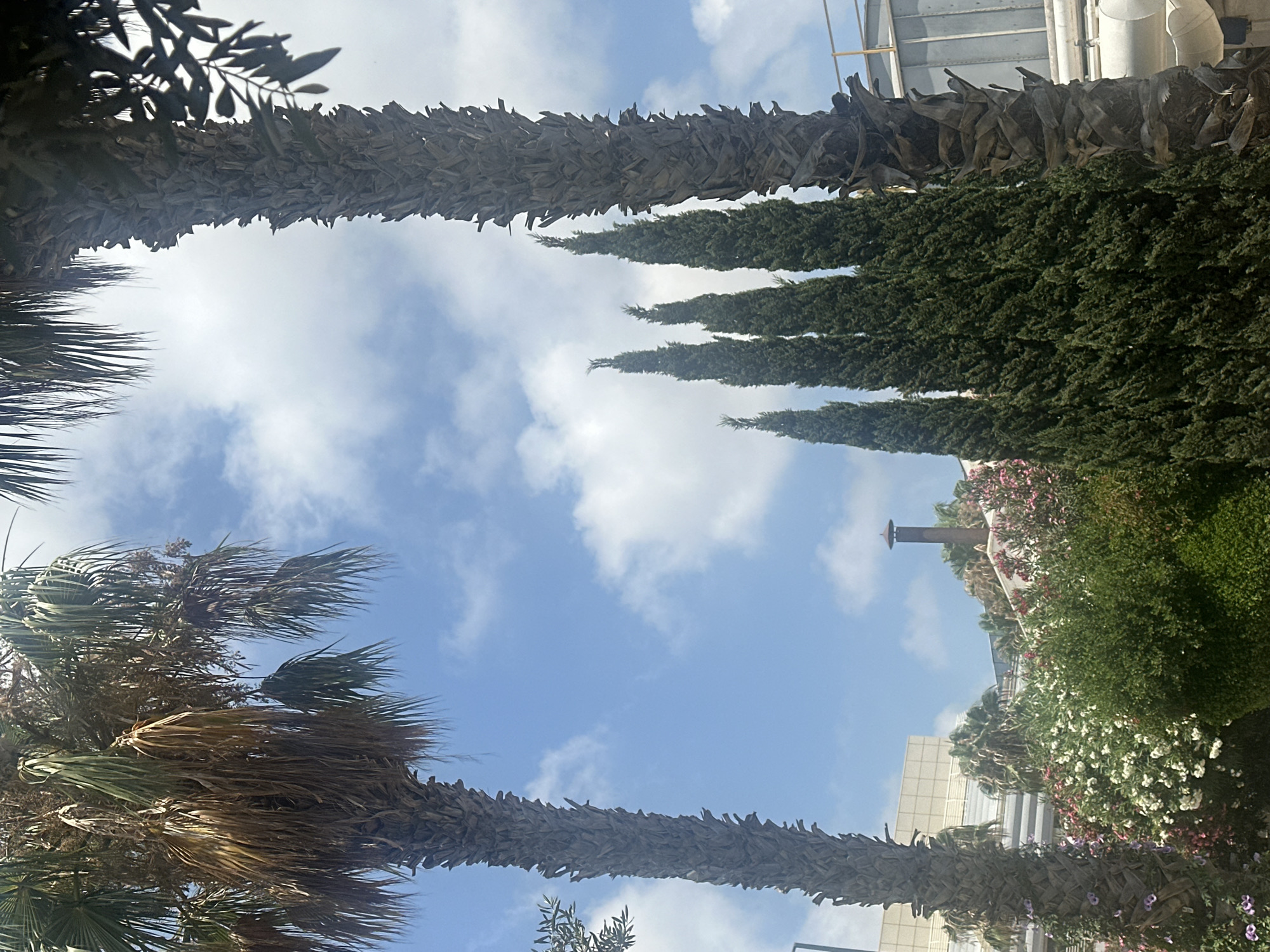 The image depicts a view of tall palm trees against a bright blue sky with scattered white clouds. In the foreground, several slender, dark green cypress trees stand in a row, creating a contrast with the fronds of the palm trees. Below the trees, there is a dense display of flowering shrubs with clusters of white and pink blossoms. In the background, architectural structures are visible, including a building with a beige facade and a smokestack. The scene suggests an outdoor setting, possibly a park or garden area within a city. The presence of palm trees and the architectural style hint at a location in a Mediterranean climate. The overall atmosphere is bright and summery.