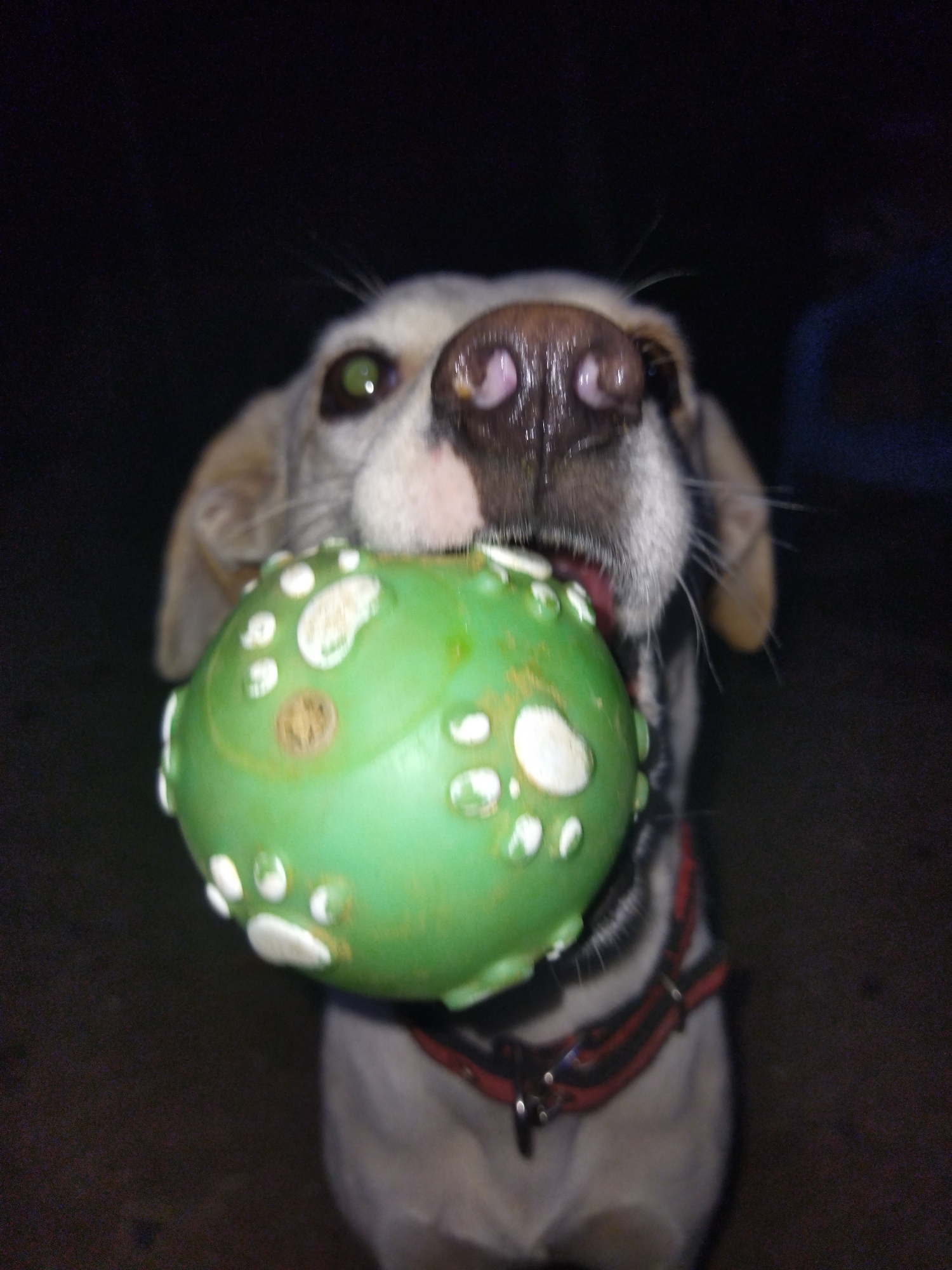 A dog holds a green ball with white spots in its mouth. The dog has tan and white fur and a black and red collar. The background is dark, possibly at night, with what appears to be another person partially visible in the upper right corner of the image. The location is Tinaquillo, Venezuela.