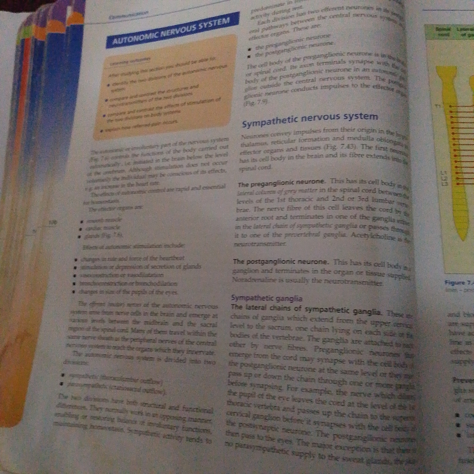 This media file is an image of a textbook page discussing the Autonomic Nervous System. The main subjects are the text and diagrams related to biology and anatomy. The page is divided into sections with headings such as "AUTONOMIC NERVOUS SYSTEM," "Sympathetic nervous system," "The preganglionic neurone," "The postganglionic neurone," and "Sympathetic ganglia." There are also visual elements, including a diagram labeled "Figure 7.4" which appears to illustrate nerve pathways.
The activity taking place is educational; the textbook is providing information and explanations about the autonomic nervous system. There are no people or specific events depicted, only the static content of a book.
Notable details include the printed text, which describes neural pathways, cell bodies, and neurotransmitters. The text is primarily black and white, with some colored sections in the upper portion and a yellow diagram. The overall setting is a flat surface, likely a desk or table, where the book is open. There are no cues about the time of day, weather, or location other than what is presented in the text itself. The emotions conveyed are neutral, as it is an informational document.
The visible text includes chapter titles, subheadings, bullet points, and descriptive paragraphs. Specific terms like "autonomic nervous system," "sympathetic nervous system," "preganglionic neurone," "postganglionic neurone," "acetylcholine," and "noradrenaline" are prominent. The presence of figure numbers (e.g., "Fig. 7.43," "Fig. 7.9") suggests a larger context within a textbook or manual.