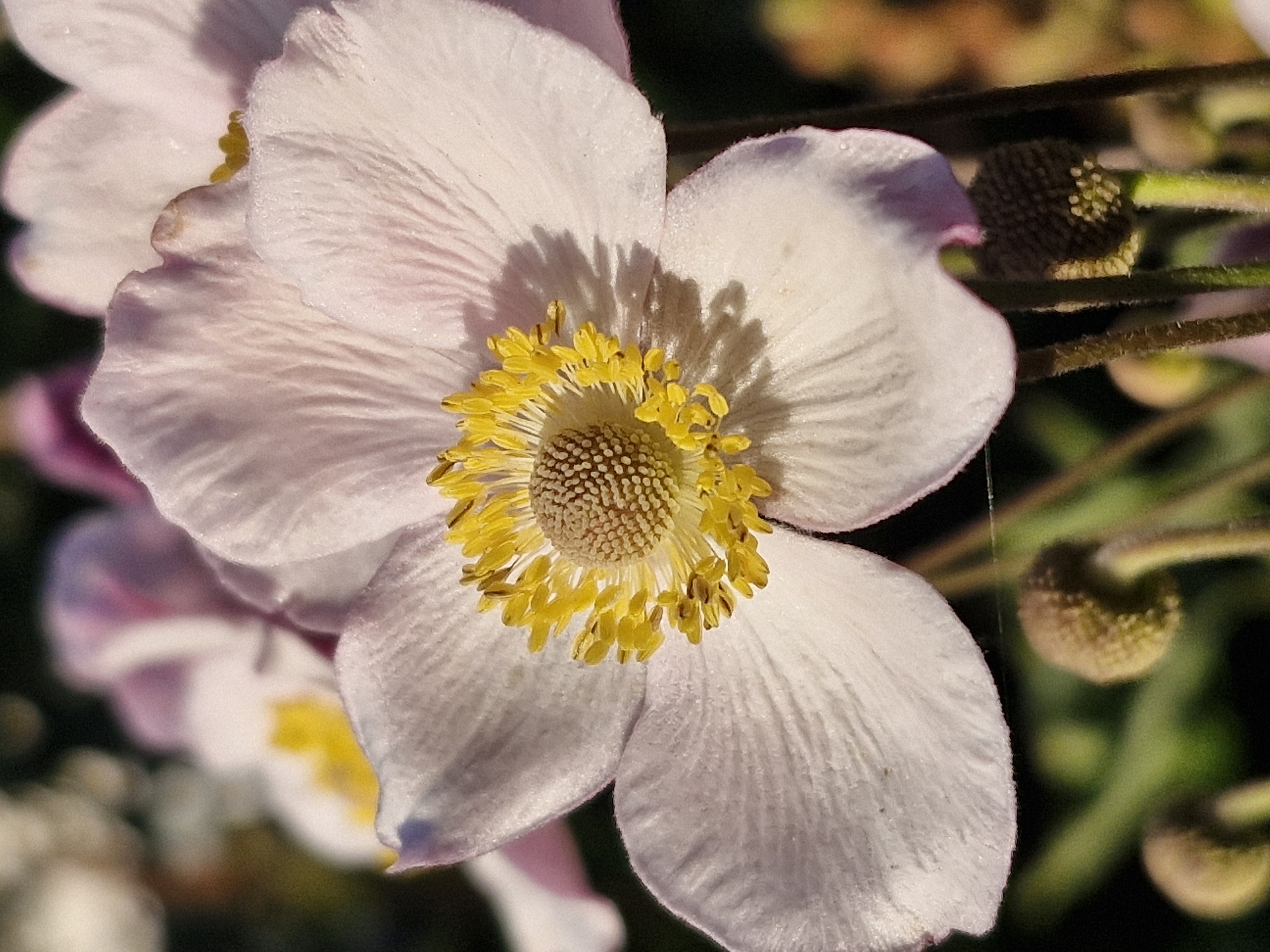 A close-up, eye-level shot focuses on a single, pale pink, Japanese anemone flower in full bloom. The flower has five delicate petals, each with fine, vertical lines, and a prominent center composed of yellow stamens surrounding a brown pistil. The background is a soft blur of green foliage and other out-of-focus pink flowers, suggesting a garden setting. The lighting creates subtle shadows on the petals. In the foreground, several unopened anemone buds, topped with fuzzy brown heads, are visible on thin stems. The image quality is high with sharp detail on the central flower. No specific landmarks or elements identifying the location as Klaipėda, Lithuania, are present within the frame.