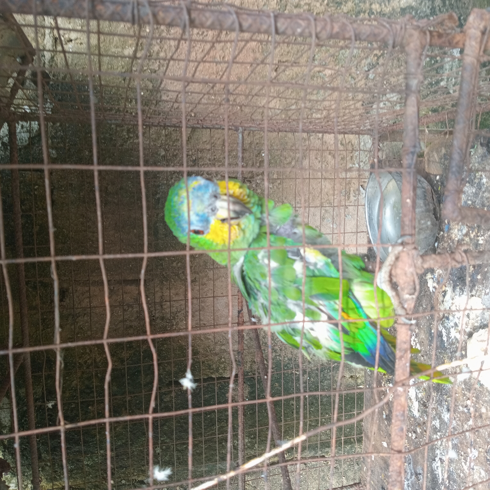 The image shows a green parrot with blue and yellow markings on its head, confined within a rusty metal cage. The parrot is perched on a branch and appears to be looking towards the camera. The cage is situated outdoors, with a rough, concrete wall visible in the background. A metal bowl, possibly for water or food, is also present inside the cage. The overall scene suggests the parrot is being kept as a pet.