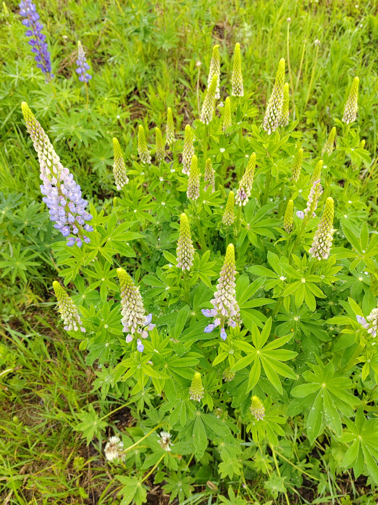 The image captures a vibrant, close-up view of a dense patch of flowering lupines amidst green foliage. The scene is dominated by numerous lupine plants, many of which are in various stages of flowering. Most of the prominent flower spikes exhibit tightly packed, light green buds with hints of delicate light purple or lavender florets just beginning to open. One large, fully bloomed lupine spike on the left side of the frame displays numerous vivid light purple flowers. In the background, other lupine spikes with a darker purple hue are visible, indicating different stages of maturity or varieties.
The lupine plants feature characteristic palmate leaves, which are a bright, healthy green. Many of these leaves bear small, glistening water droplets, suggesting either dew from the morning or recent rainfall. The ground beneath and around the lupines is covered with a mix of lush green grass and other low-lying vegetation, including what appears to be white clover blossoms in the lower central part of the image.
The overall setting is an outdoor, natural environment, likely a field, meadow, or garden, rich with plant life. The light appears soft and diffused, indicating an overcast day or possibly early morning/late afternoon. There are no human subjects, man-made objects, or visible text in the image. The scene conveys a sense of growth, freshness, and the quiet beauty of nature.