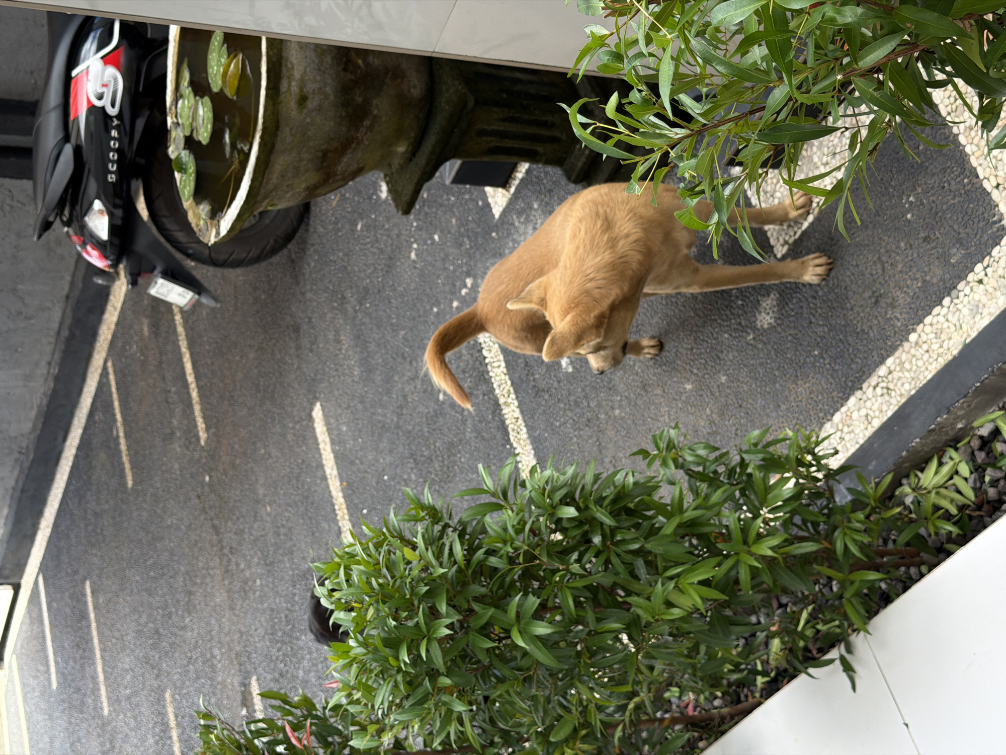 The image, taken from an elevated perspective, shows a scene in Kuta Selatan, Indonesia. A tan dog is stretched out on a textured, dark gray surface with embedded white pebbles, suggesting a walkway or patio. Above the dog are eucalyptus leaves and stems. Adjacent to the dog and walkway is a lush green bush in front of white siding and black gravel. To the left is a black scooter parked next to an old concrete urn filled with water and water lilies. To the left is a grey concrete driveway with multiple white line markings.